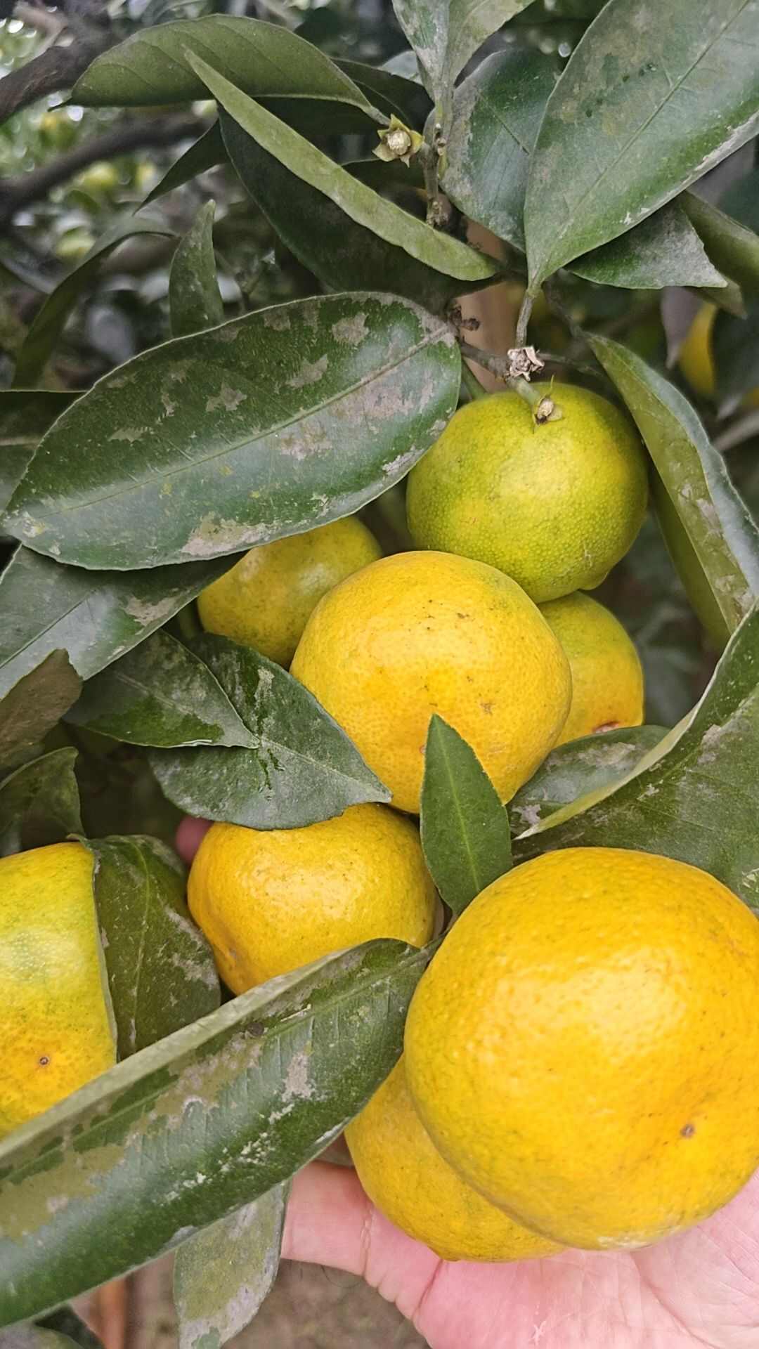 四川资阳新津蜜橘 皮薄口感好