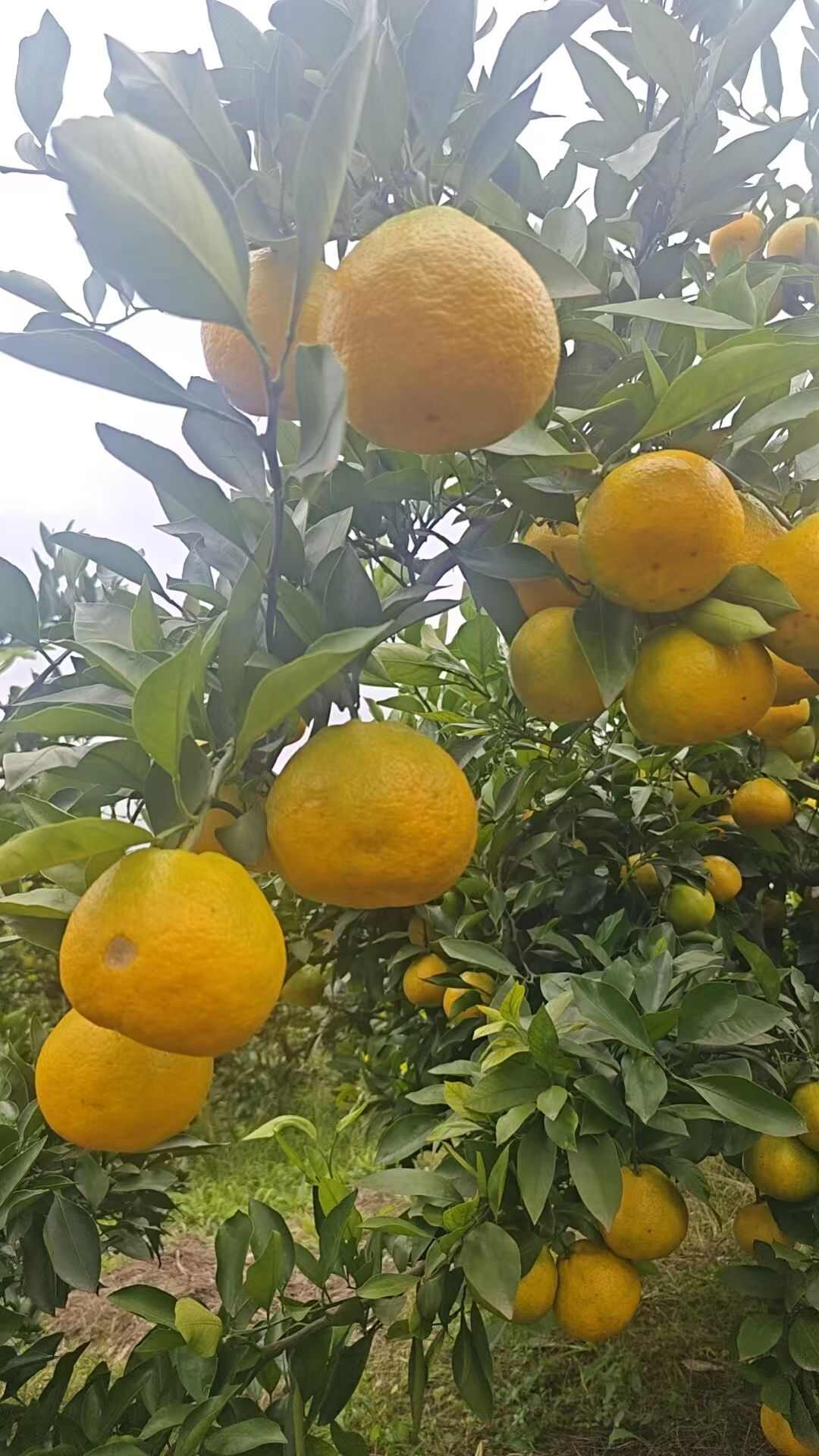 四川资阳新津蜜橘 皮薄口感好