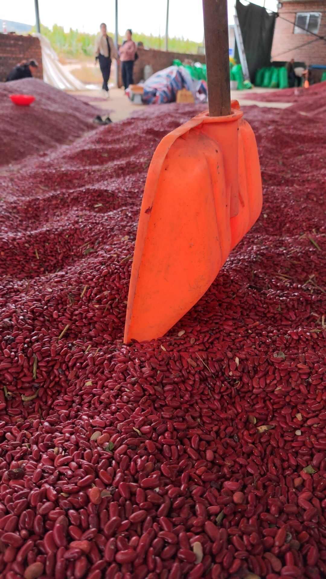 农家有机红芸豆