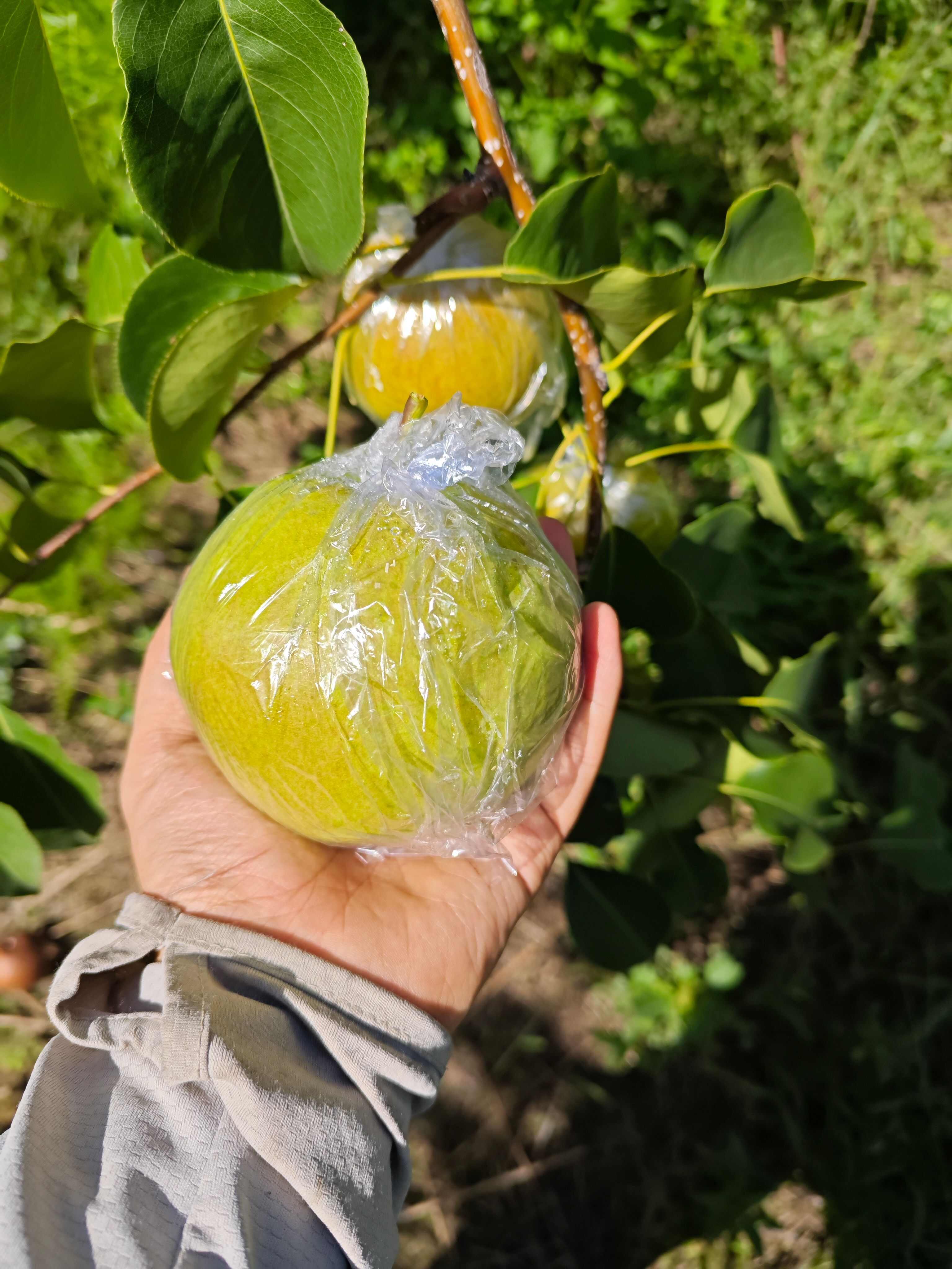 玉露香梨 陕西咸阳淳化自家基地利丰果业 一手货源  量大从优
