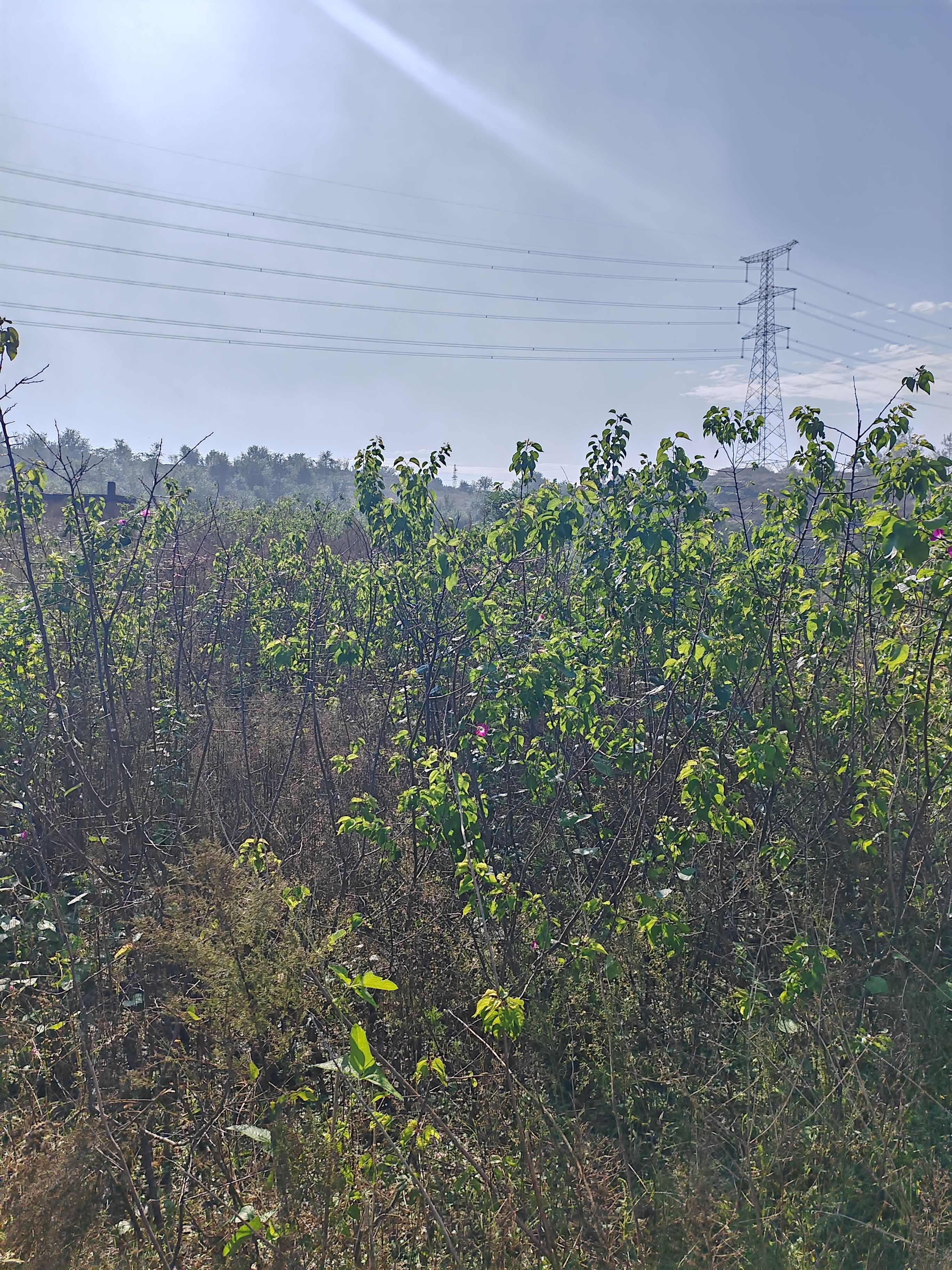 新疆吊干杏 有三年苗  五年苗 10年苗和15年苗