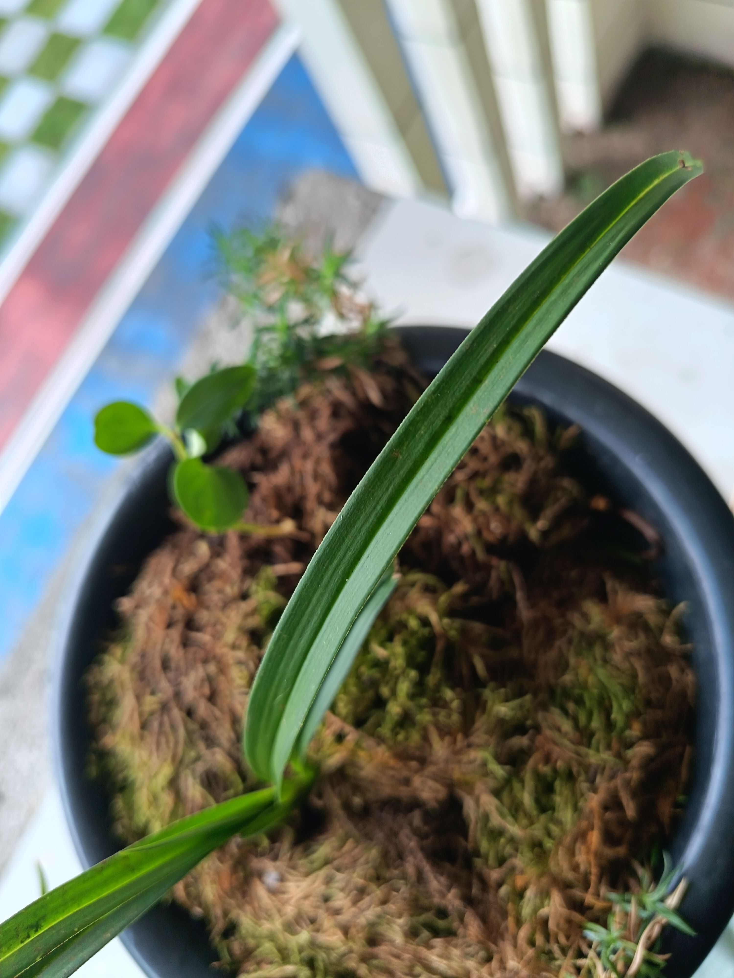 兰草，不多，仅1盆，售完即止，错过不再！