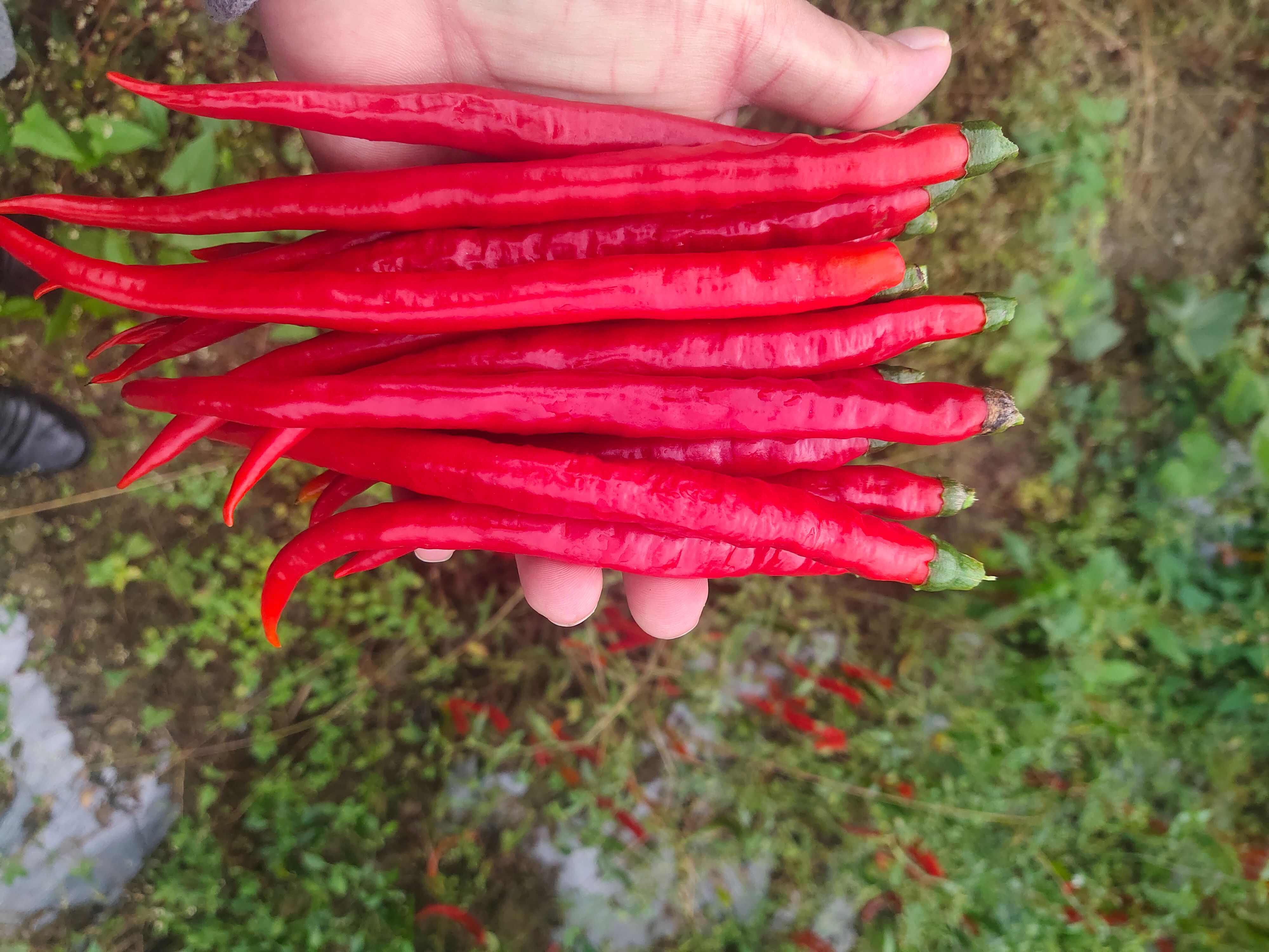 泡椒辣椒二荆条
