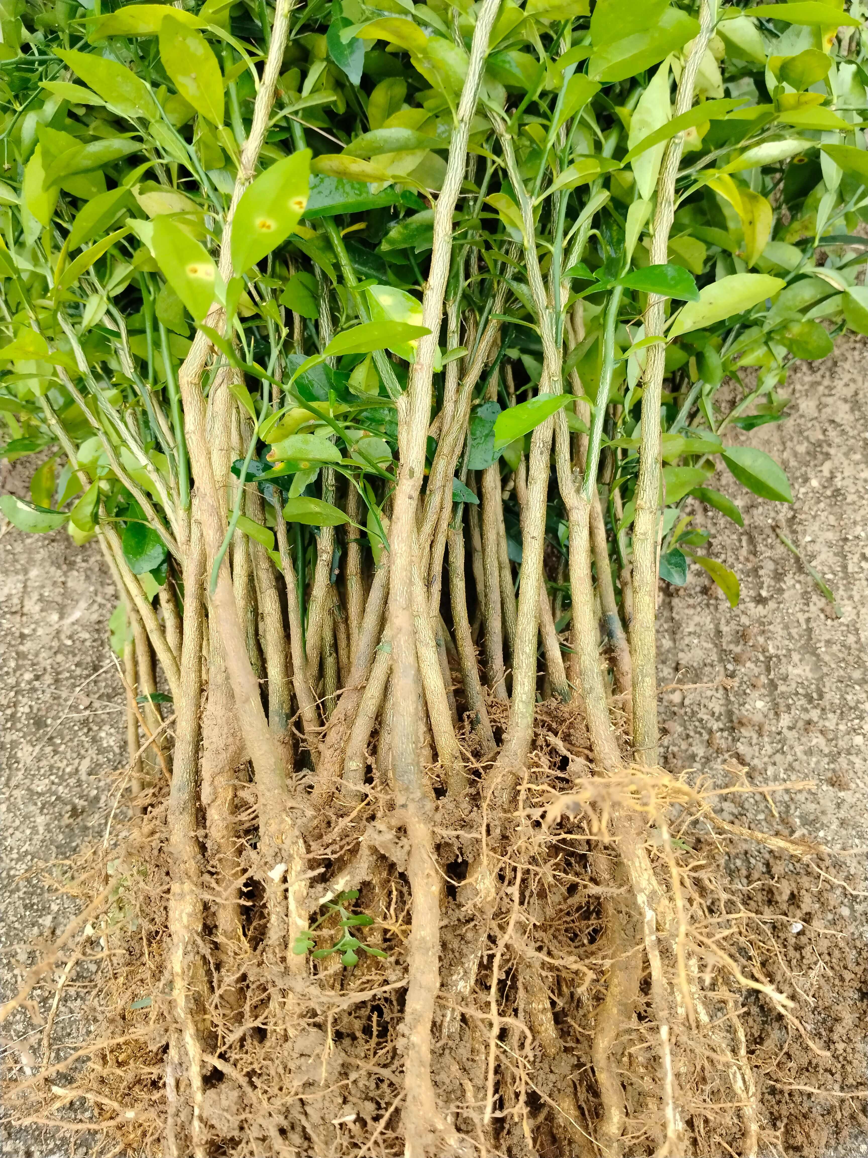 香橙苗香橙直生苗实生苗香橙砧木靠嫁接用