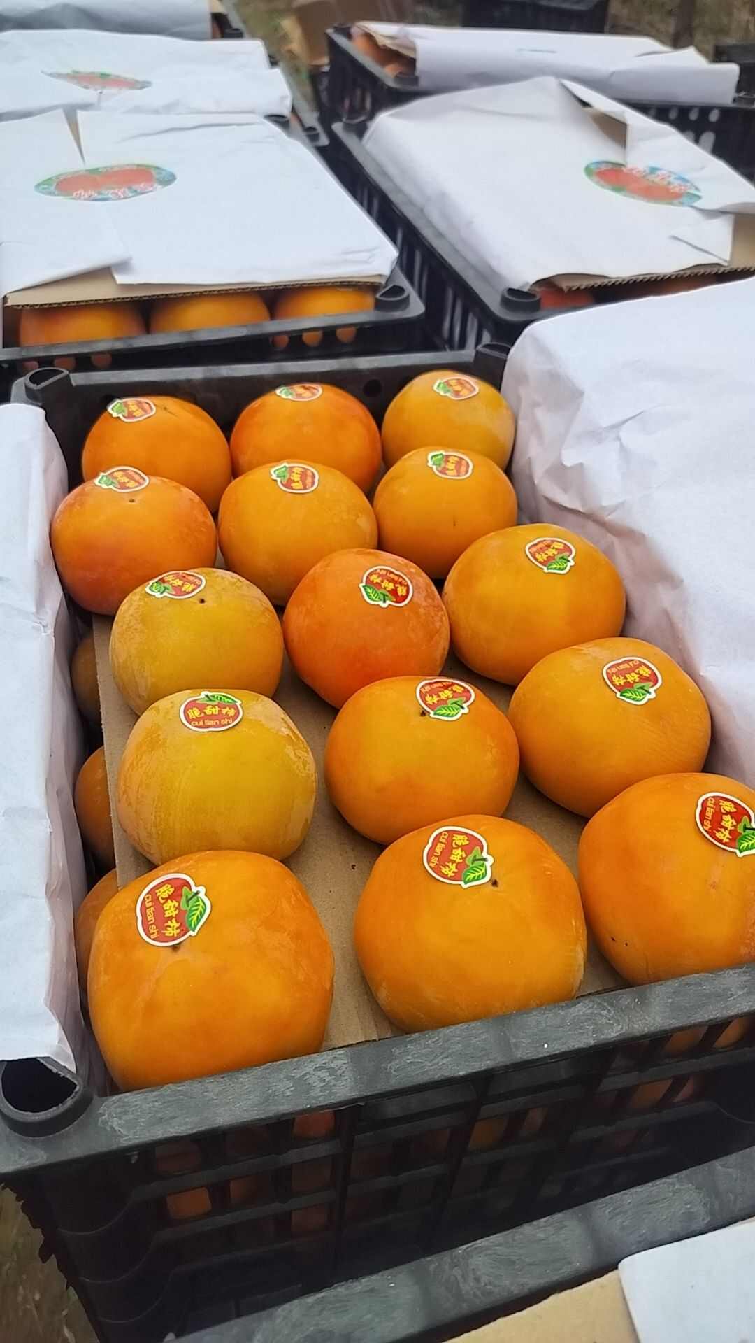 阳丰脆柿 山西运城万荣县产地直发