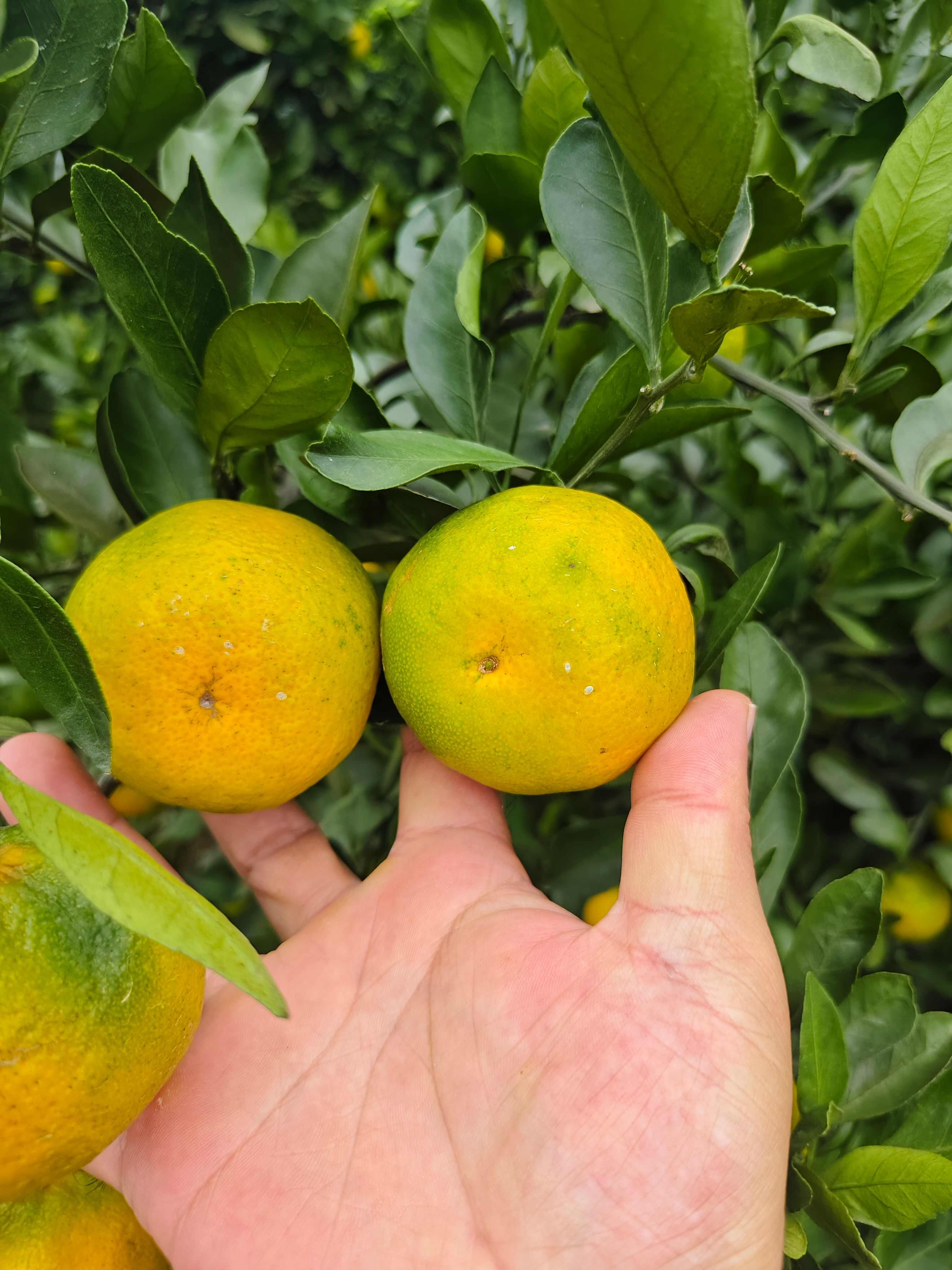 四川资阳新津蜜橘 皮薄口感好