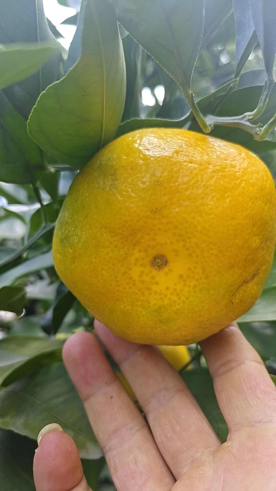 四川资阳新津蜜橘 皮薄口感好
