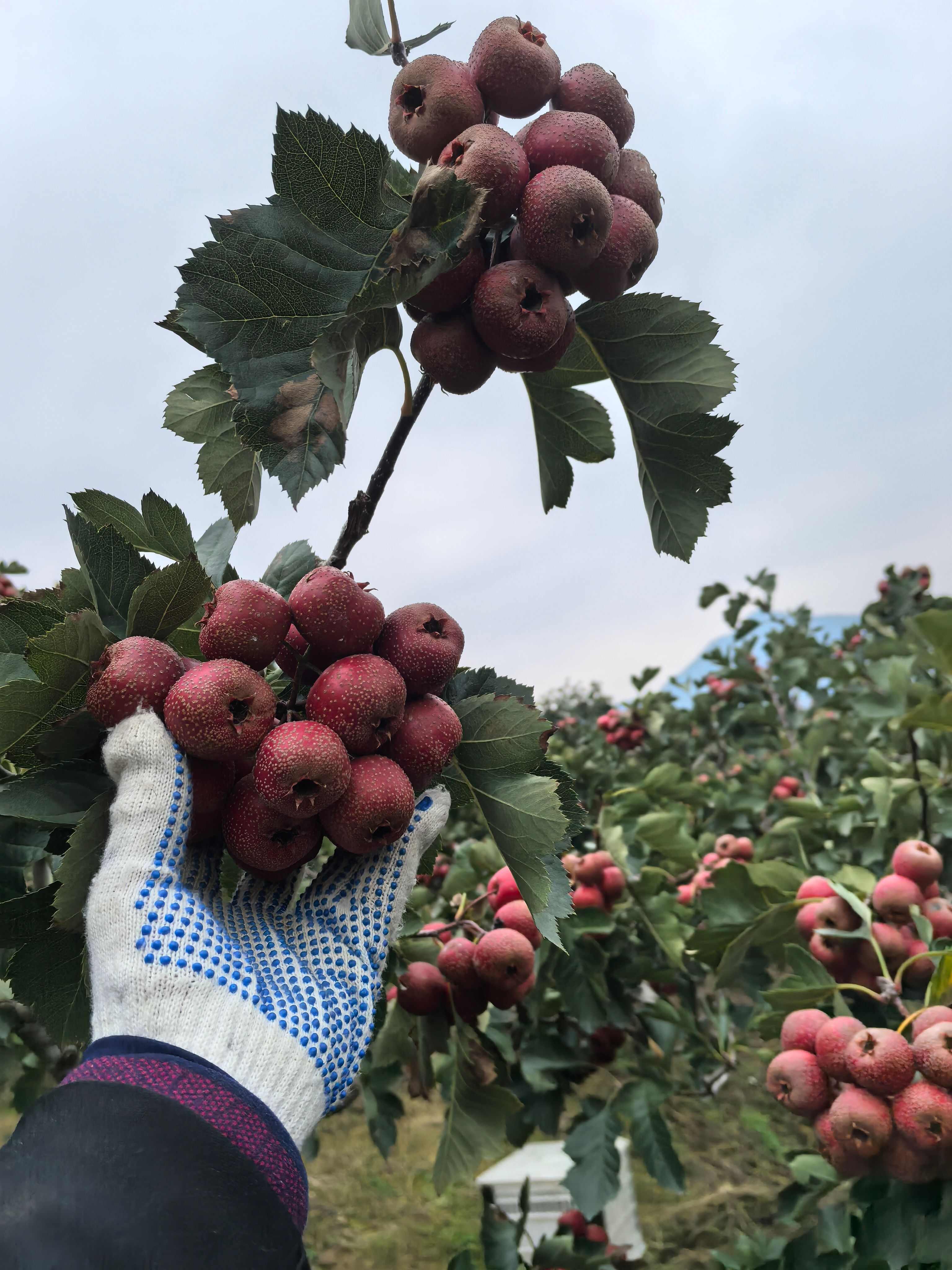 大果，可选果，可通货