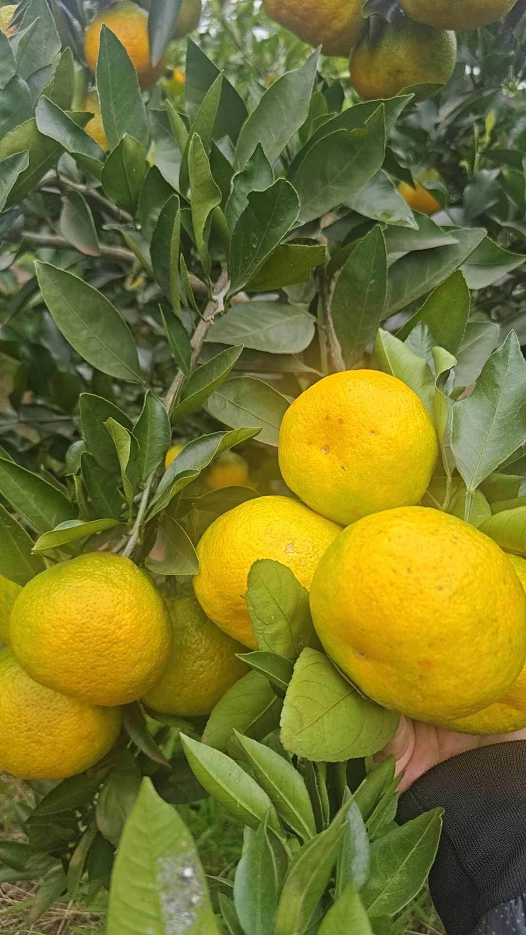 四川资阳新津蜜橘 皮薄口感好