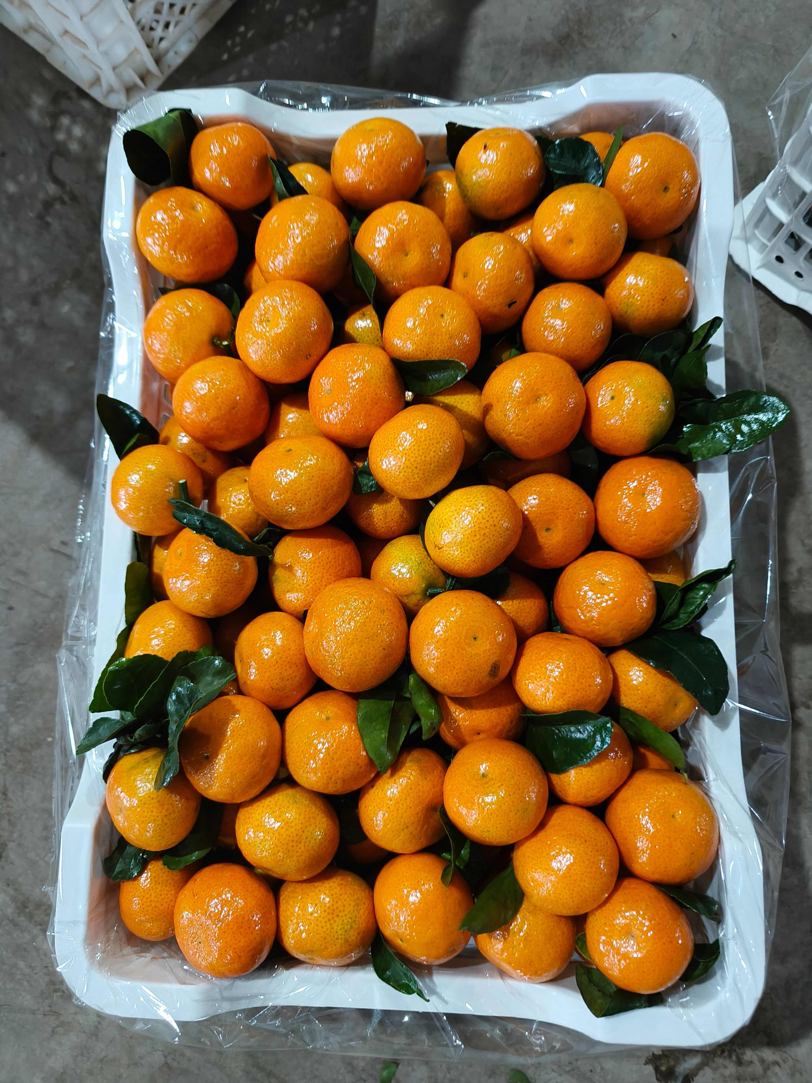 云南金秋砂糖橘大量上市现货供应规格齐全