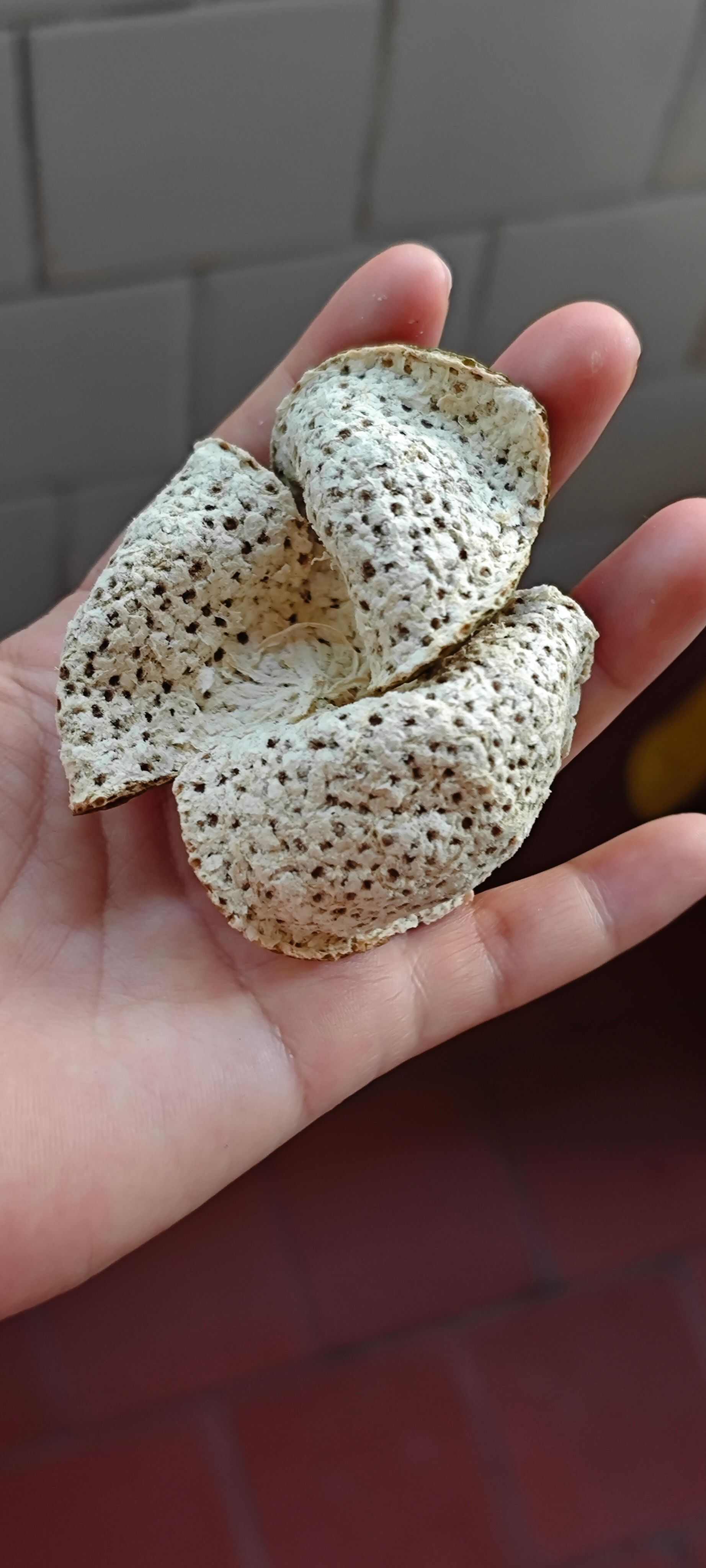 新会茶枝柑落地皮各年份二红大红皮陈皮醇香滋润天然不打药