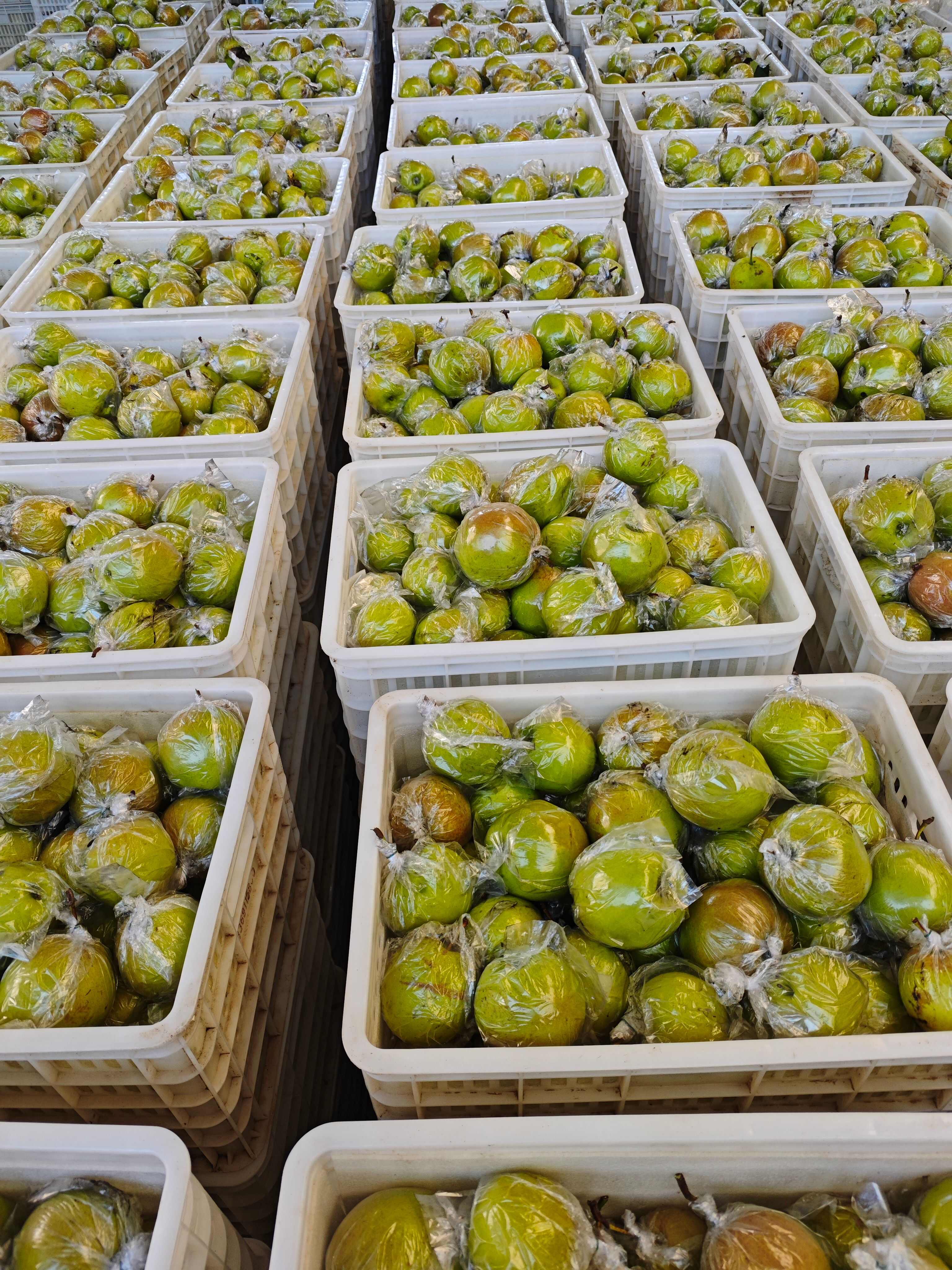 玉露香梨 陕西咸阳淳化自家基地利丰果业 一手货源  量大从优