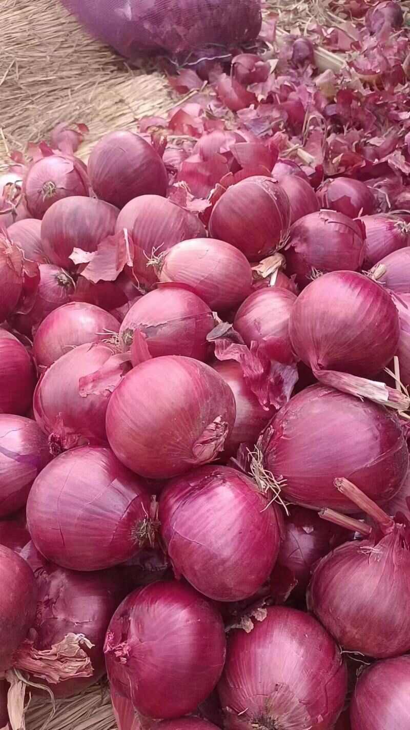 洋葱