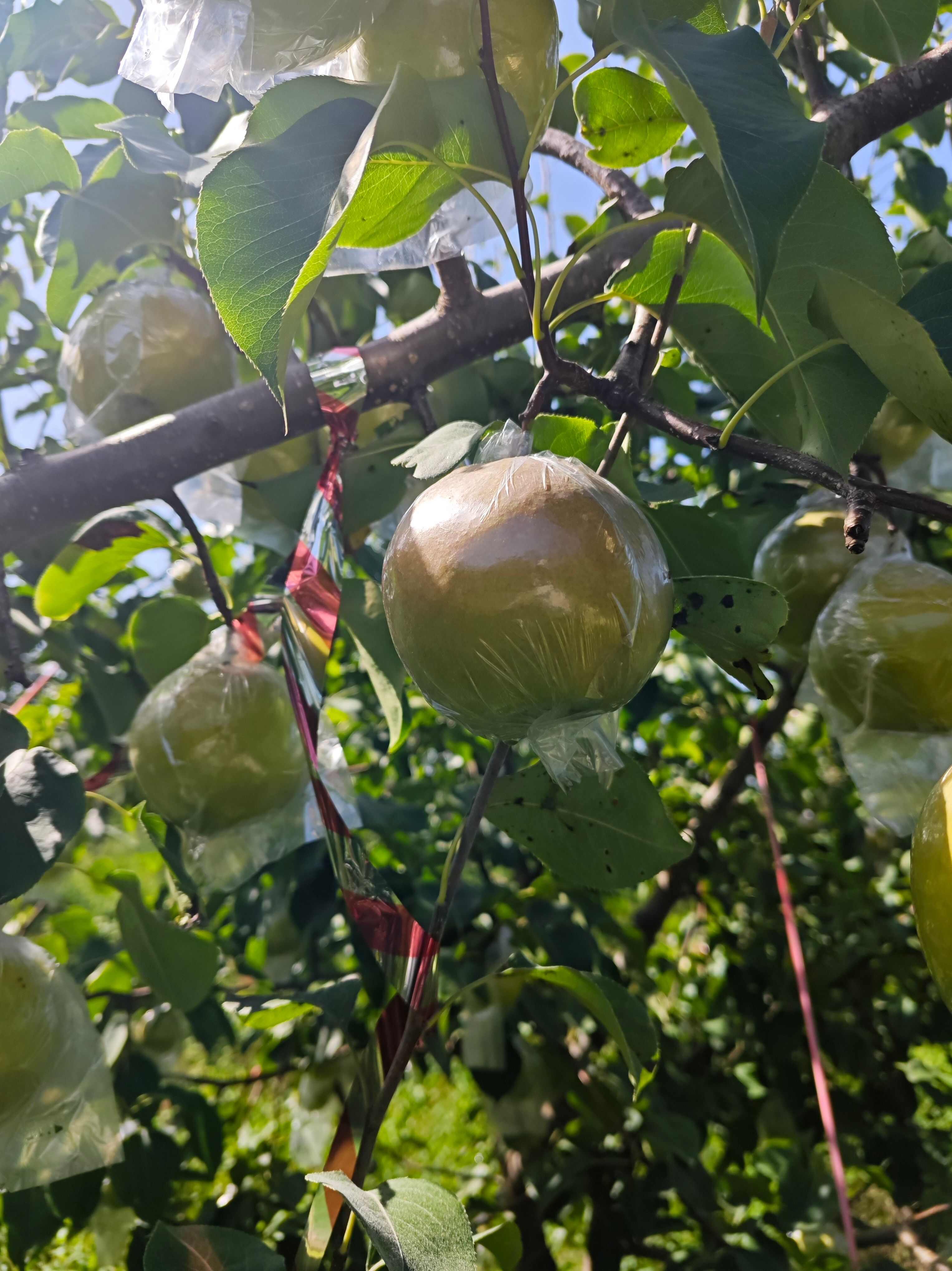 玉露香梨 陕西咸阳淳化自家基地利丰果业 一手货源  量大从优