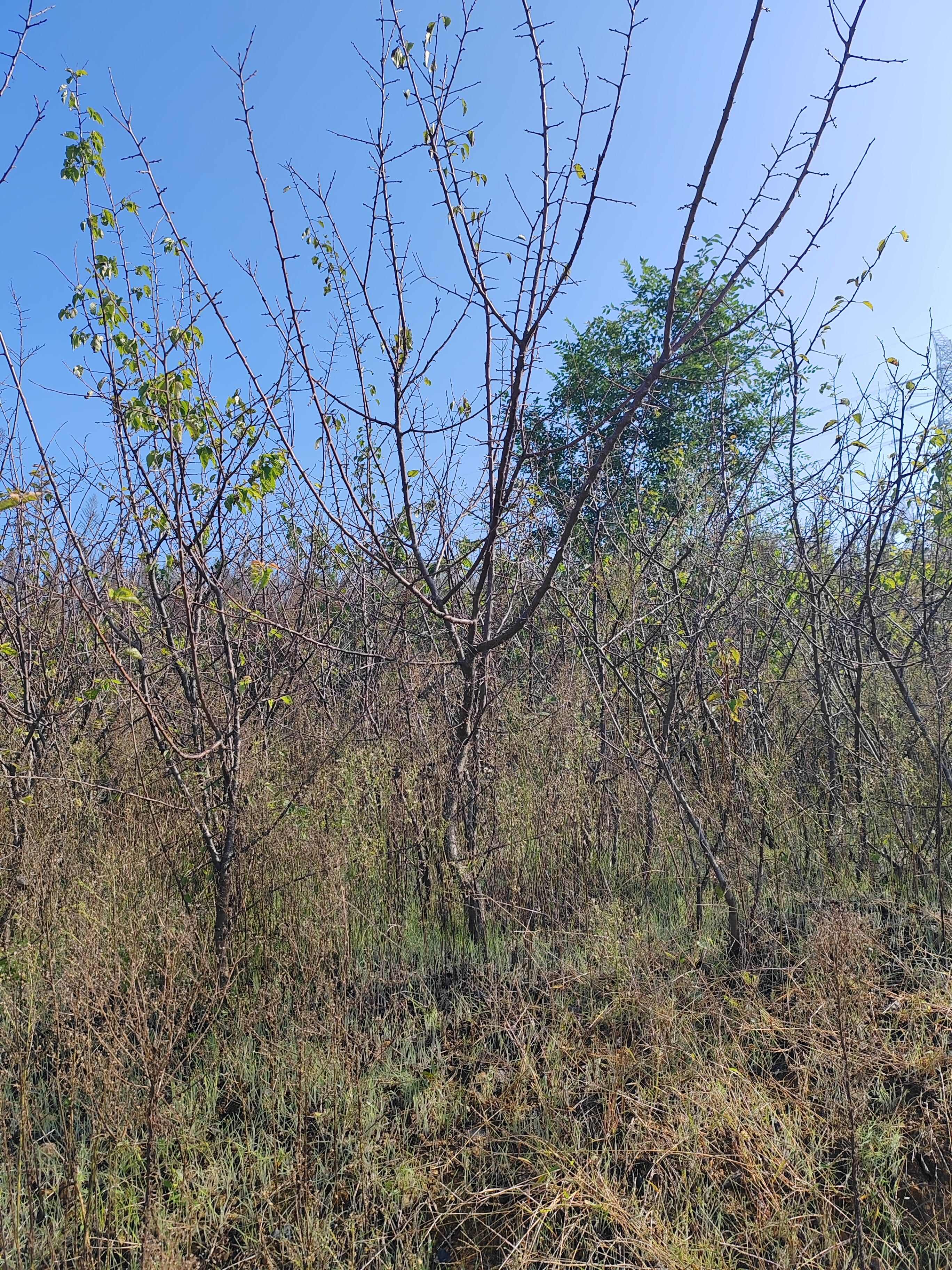 新疆吊干杏 有三年苗  五年苗 10年苗和15年苗