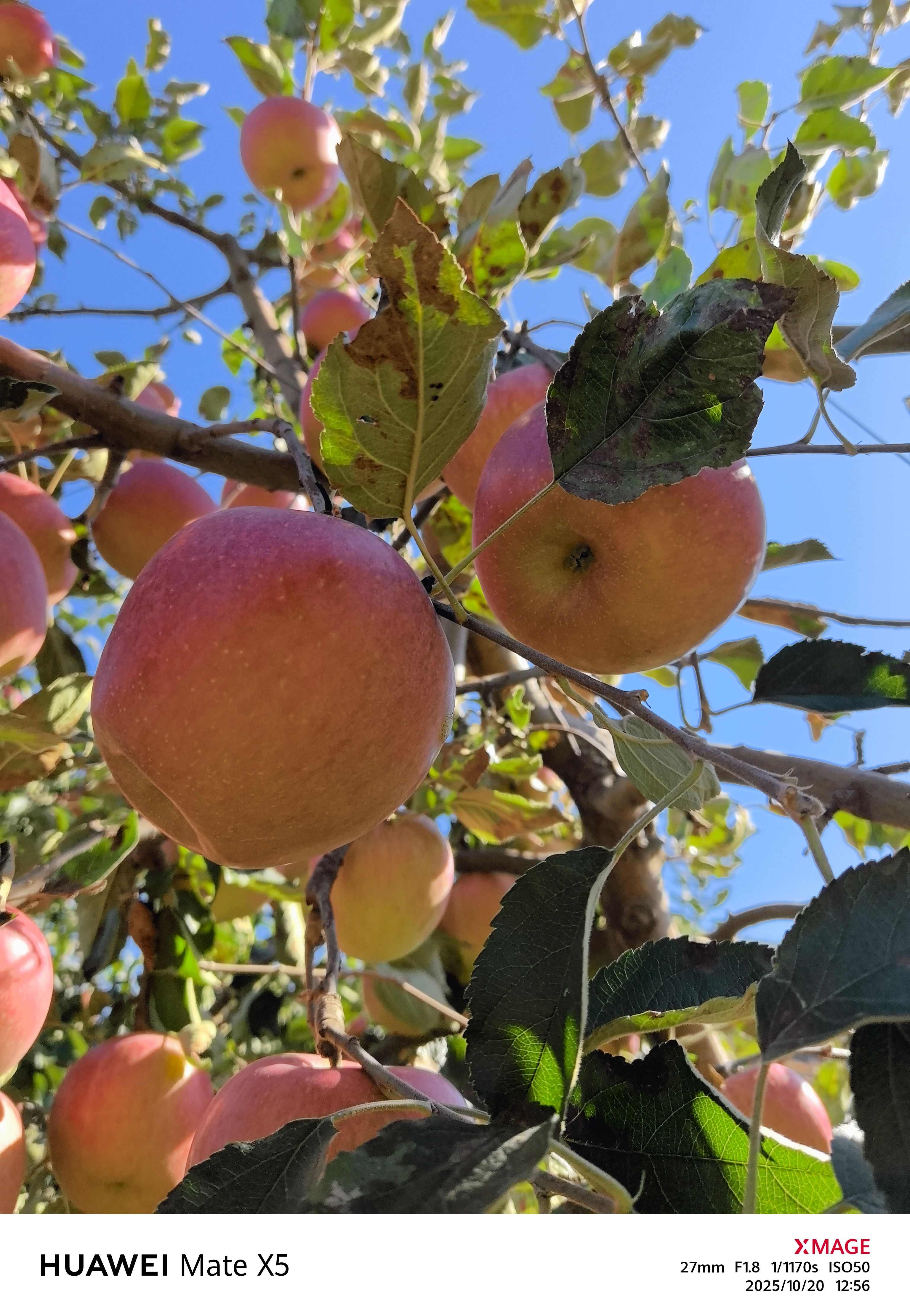 大连瓦房店寒富士苹果口感脆甜水份充足一件代发电商对接