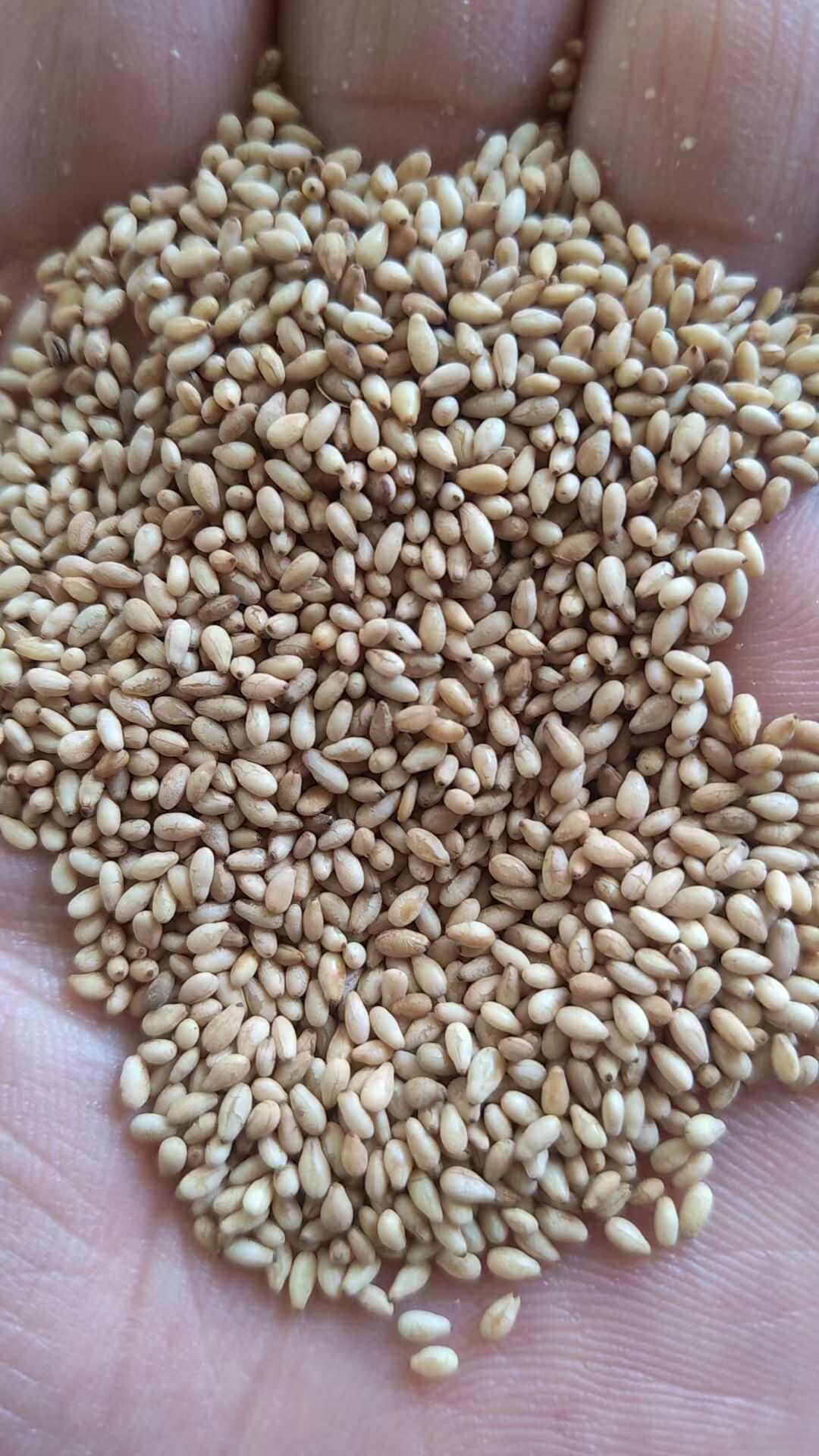白芝麻，生白芝麻，熟白芝麻，芝麻仁