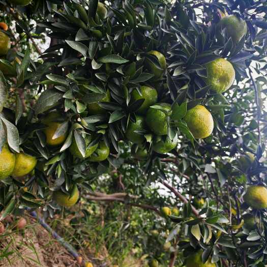 江门原枝新会柑二红，鲜摘上市