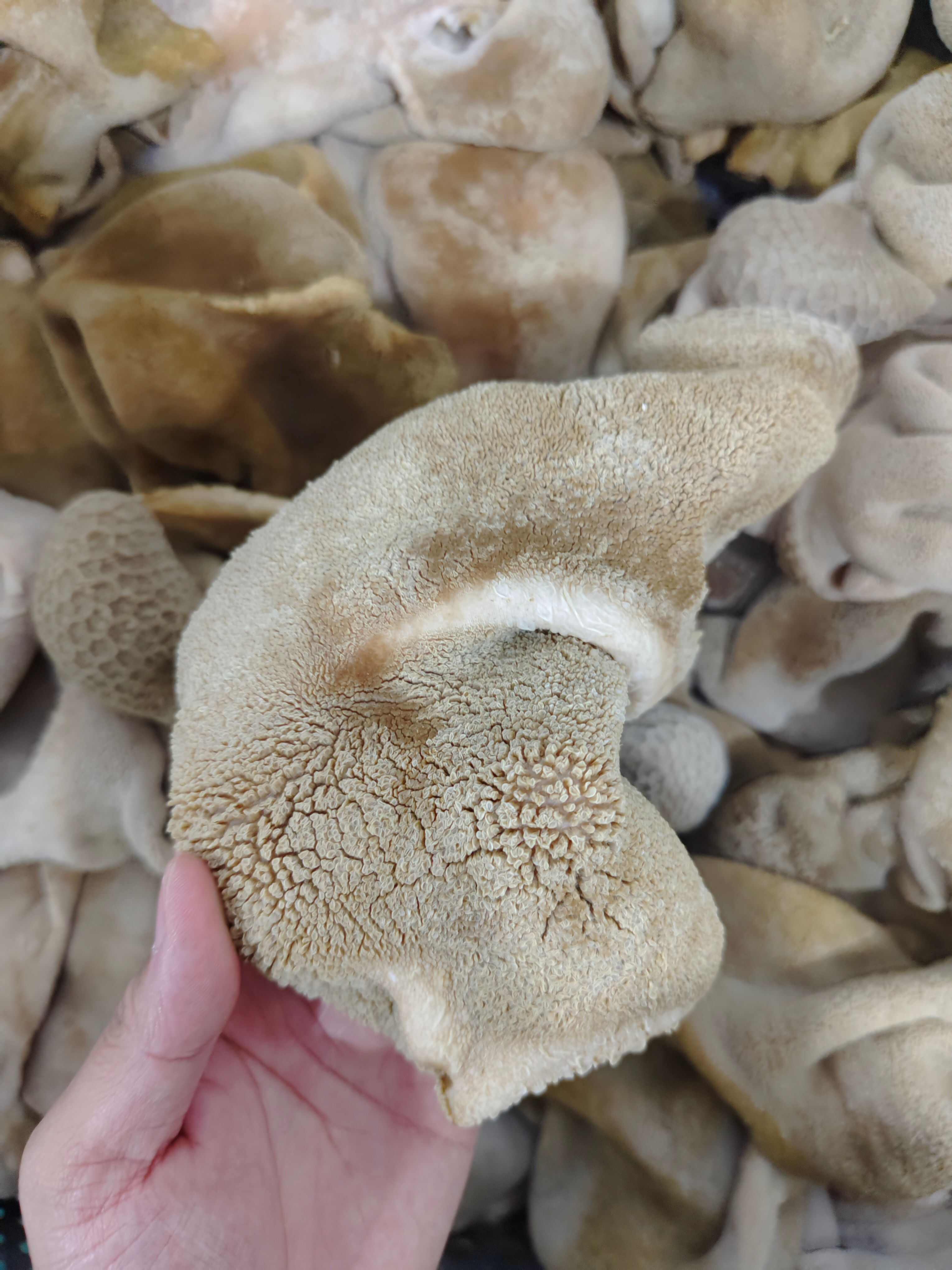 锡盟屠宰场直销！熟羊肚，全国发货质量保证各类手续检疫齐全