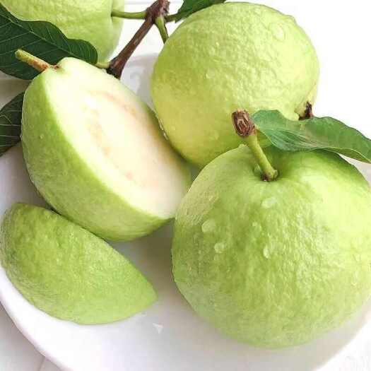 南靖县珍珠白芭乐(清甜 脆甜) 福建产地，批发代发包邮