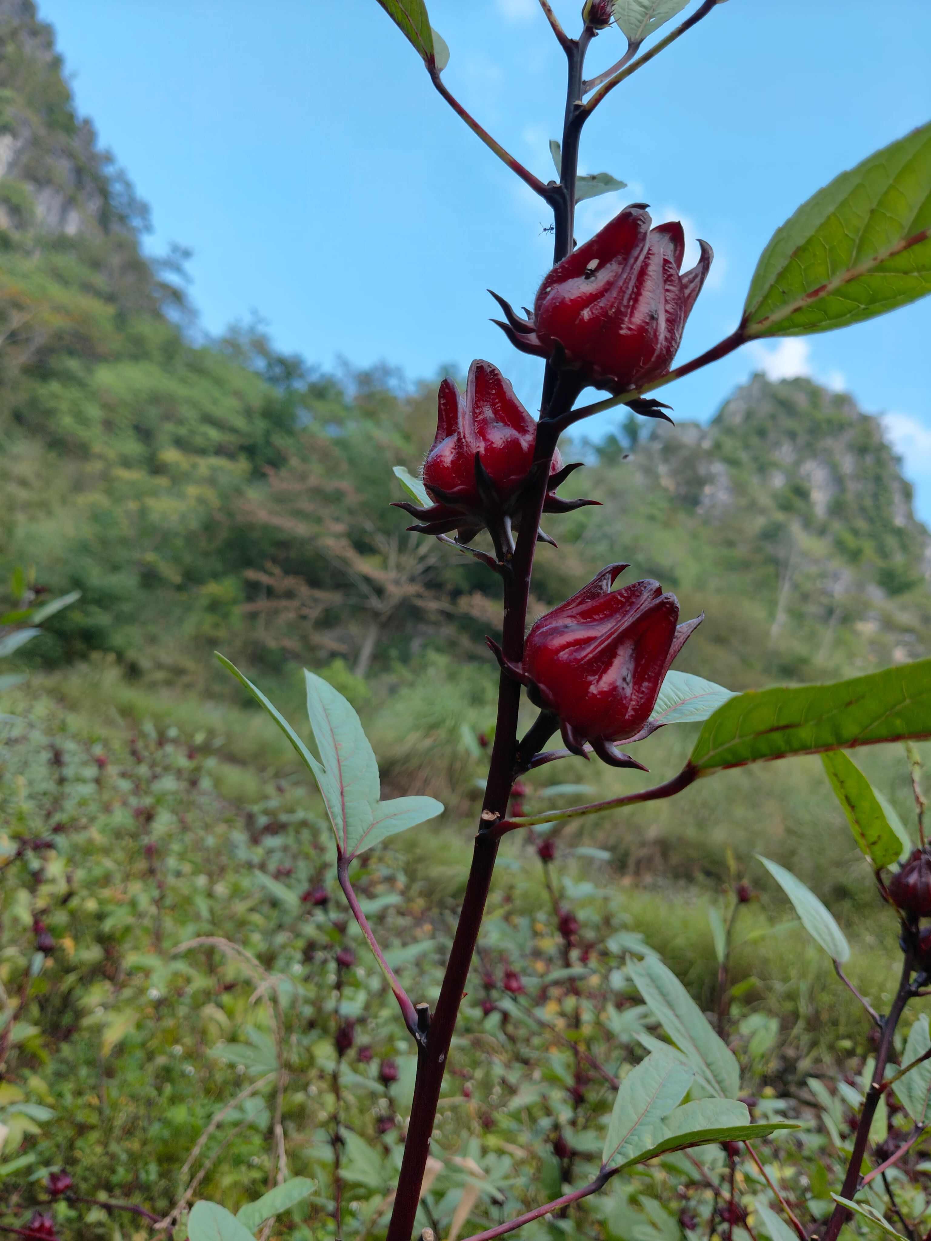 红桃K玫瑰茄，落神花茶，大量现货