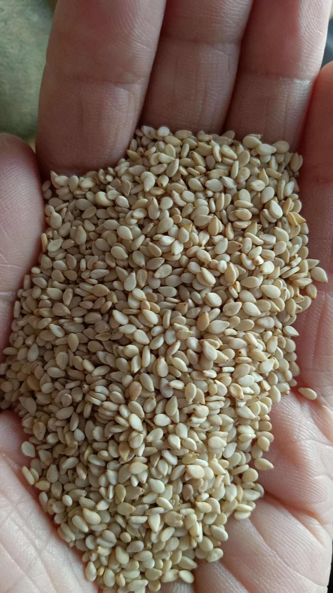 白芝麻，生白芝麻，熟白芝麻，芝麻仁