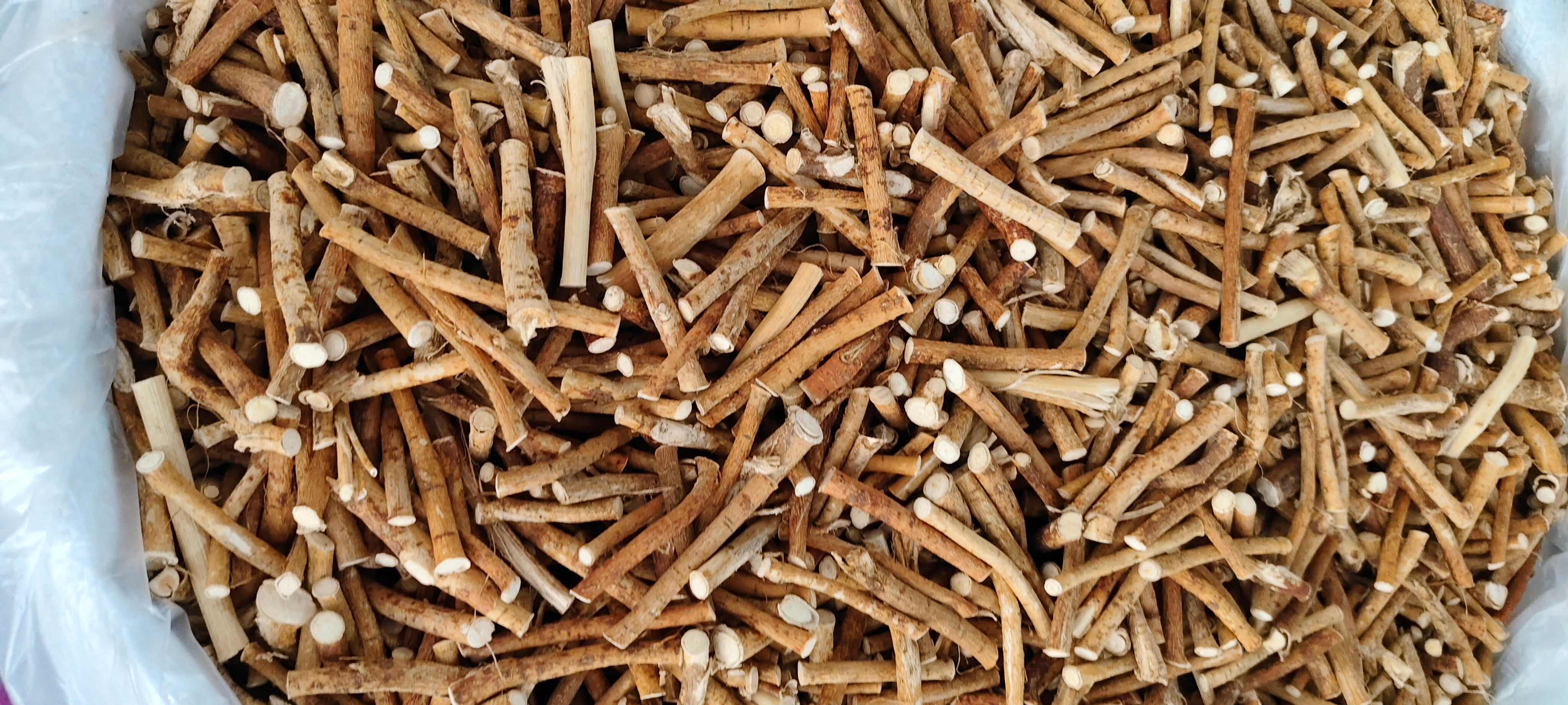 五指毛桃，五指牛奶根