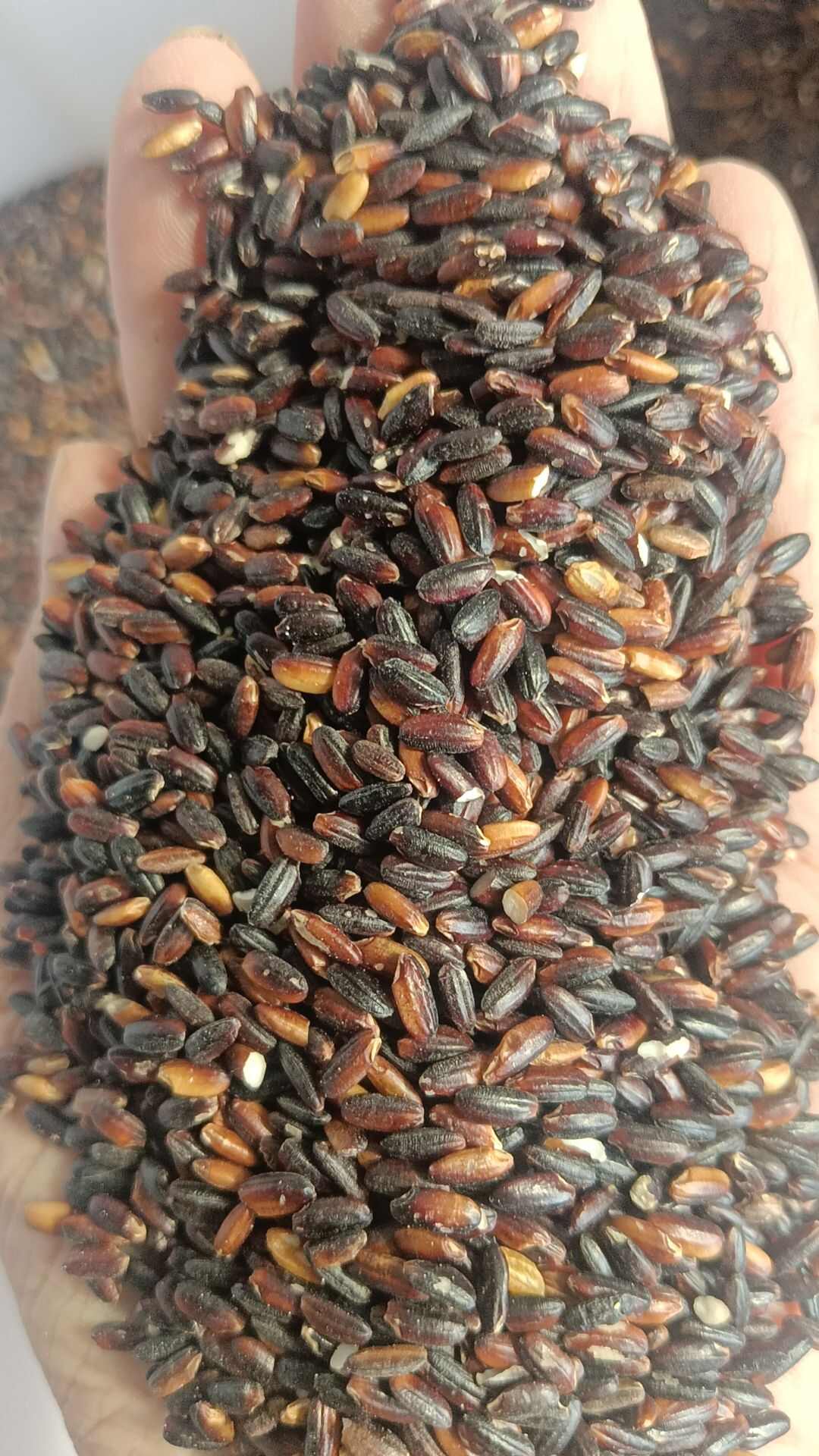 厂家直销血糯米（黑糯米）糯性好，颗粒饱满，均匀，规格齐全