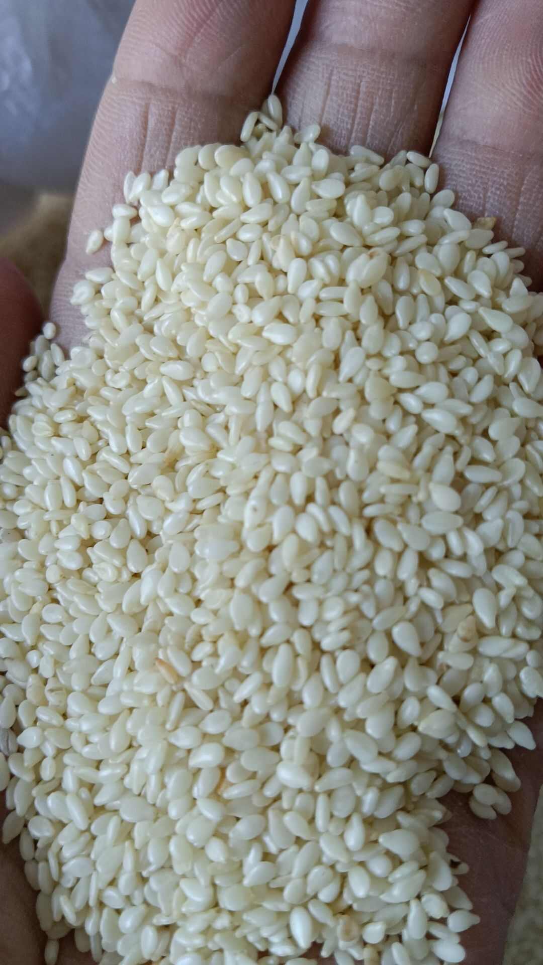 白芝麻，生白芝麻，熟白芝麻，芝麻仁