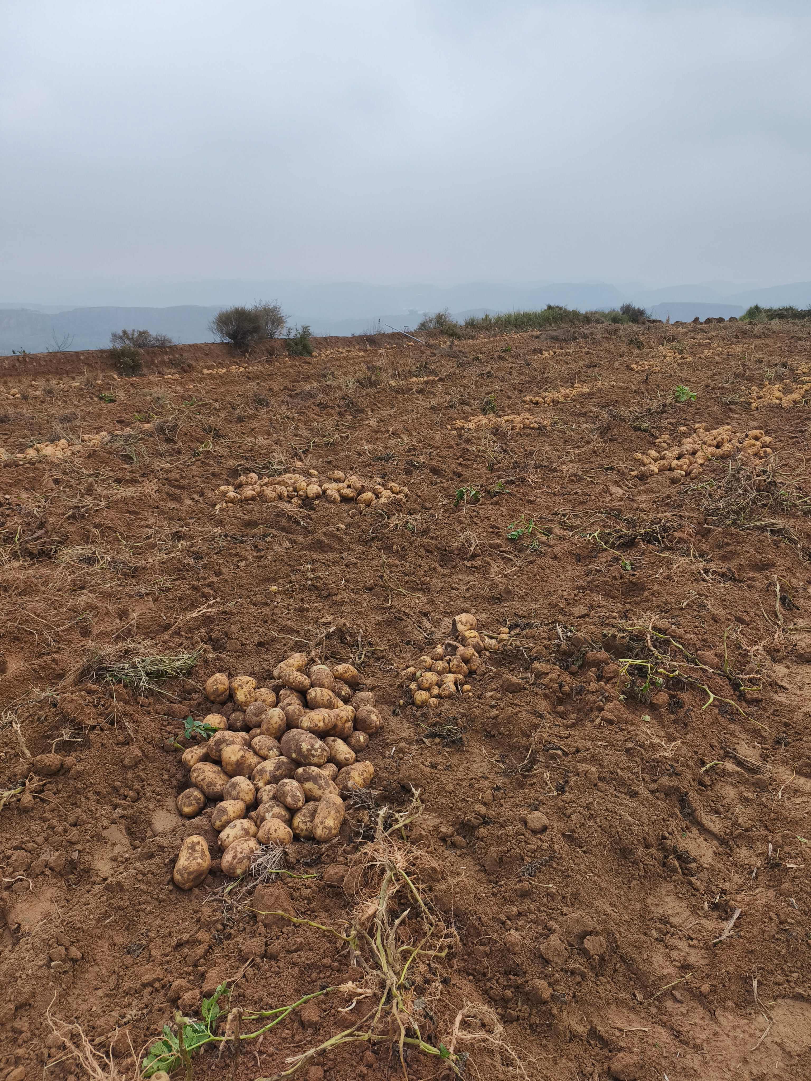 山西太原古交土豆个头大，口感软糯沙白心土豆。