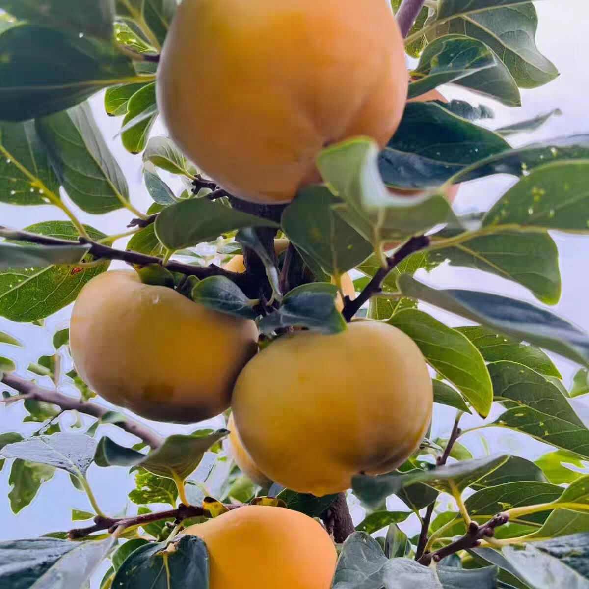陕西黄土高原脆甜洋丰柿子