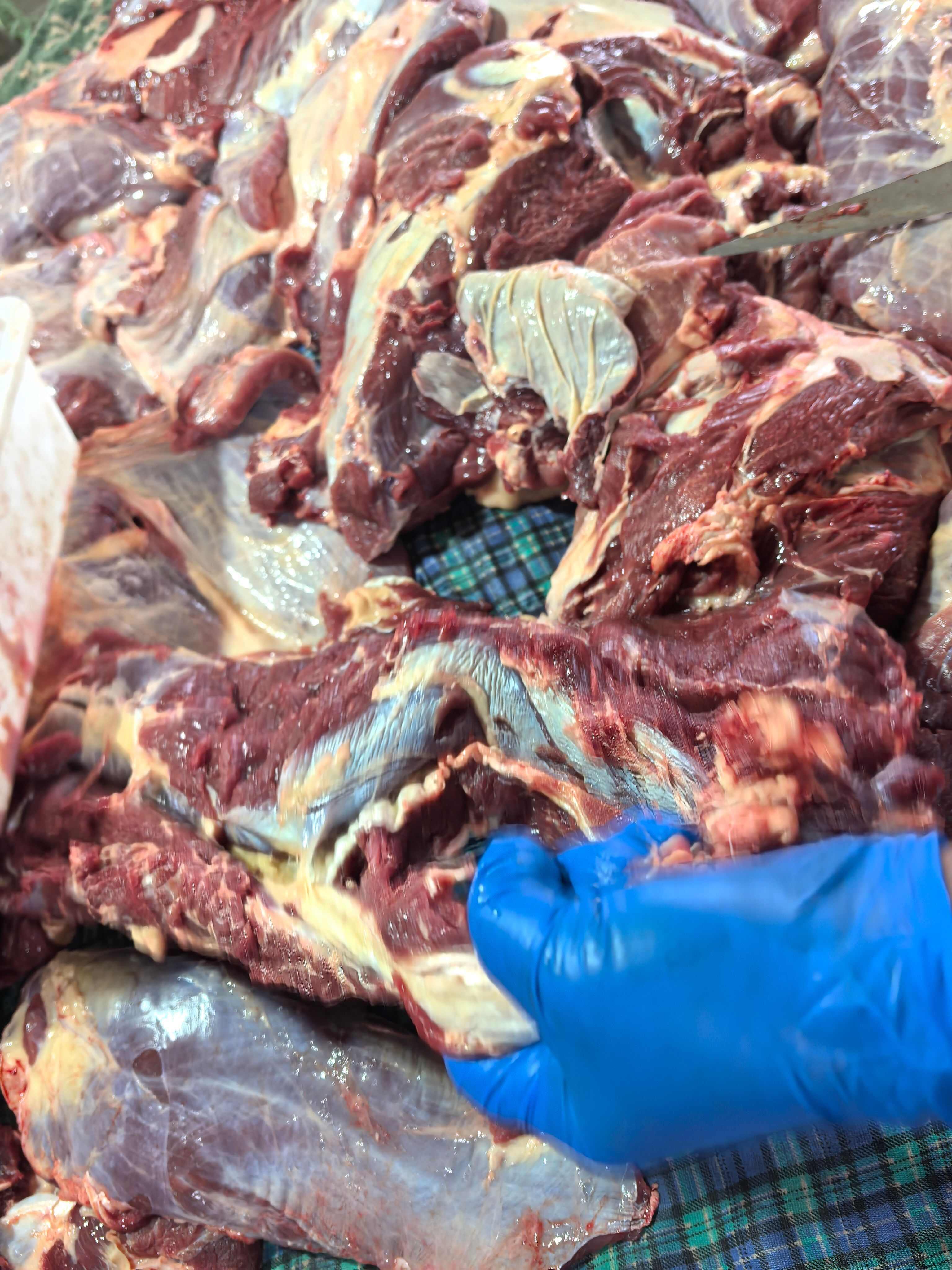 国产牛肉 本地黄牛肉 五斤独立包装 有长期稳定供应能力