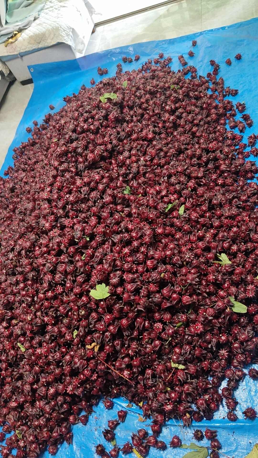 红桃K玫瑰茄，落神花茶，大量现货