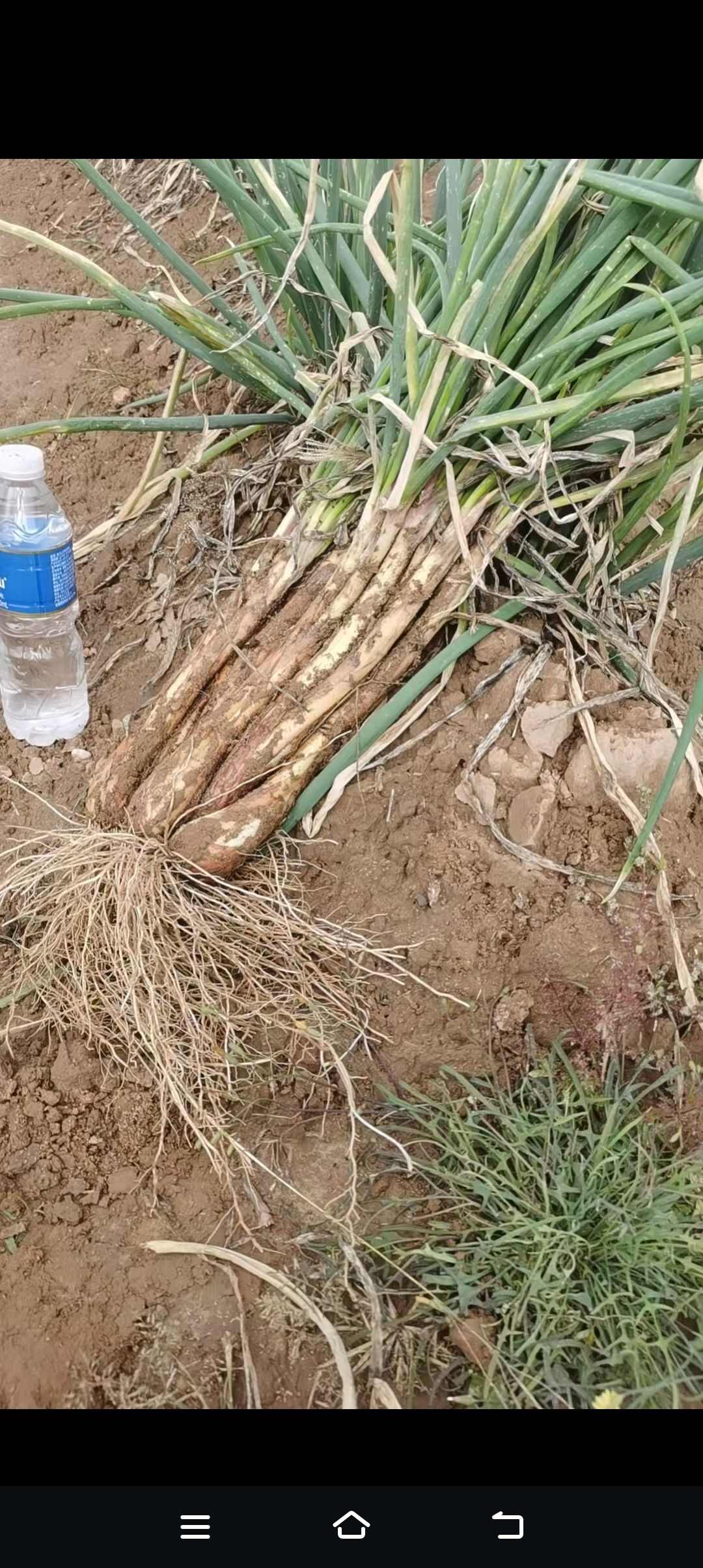 红葱有需要的联系