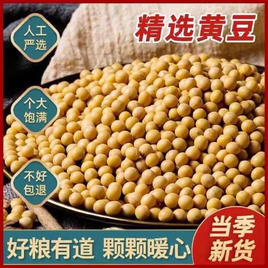 黄豆粒 大豆 水分8-9 无坏颗粒 无霉变 非转基因全国发货