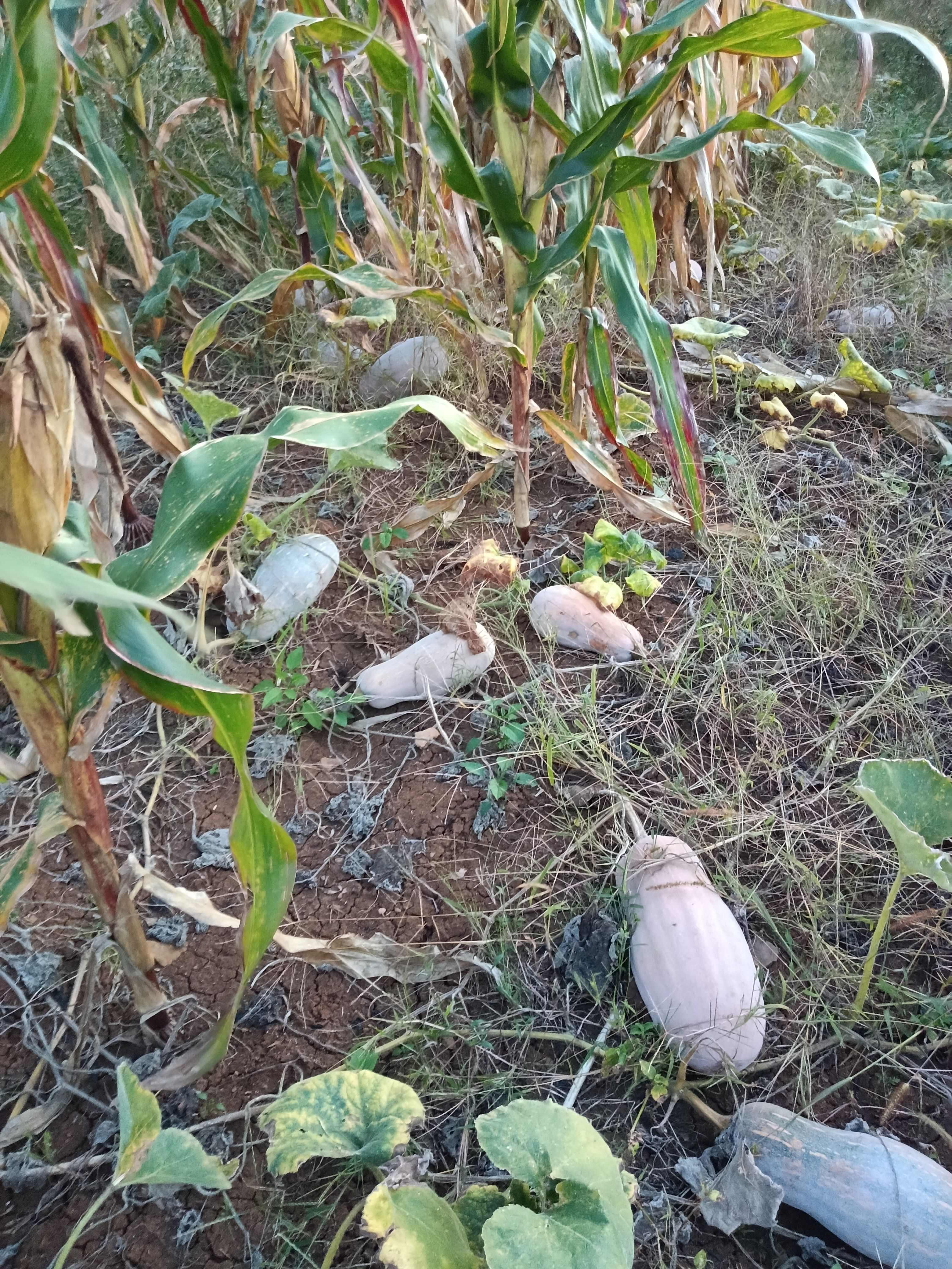 本地老南瓜，农家自种，单季新鲜，精选高品质。