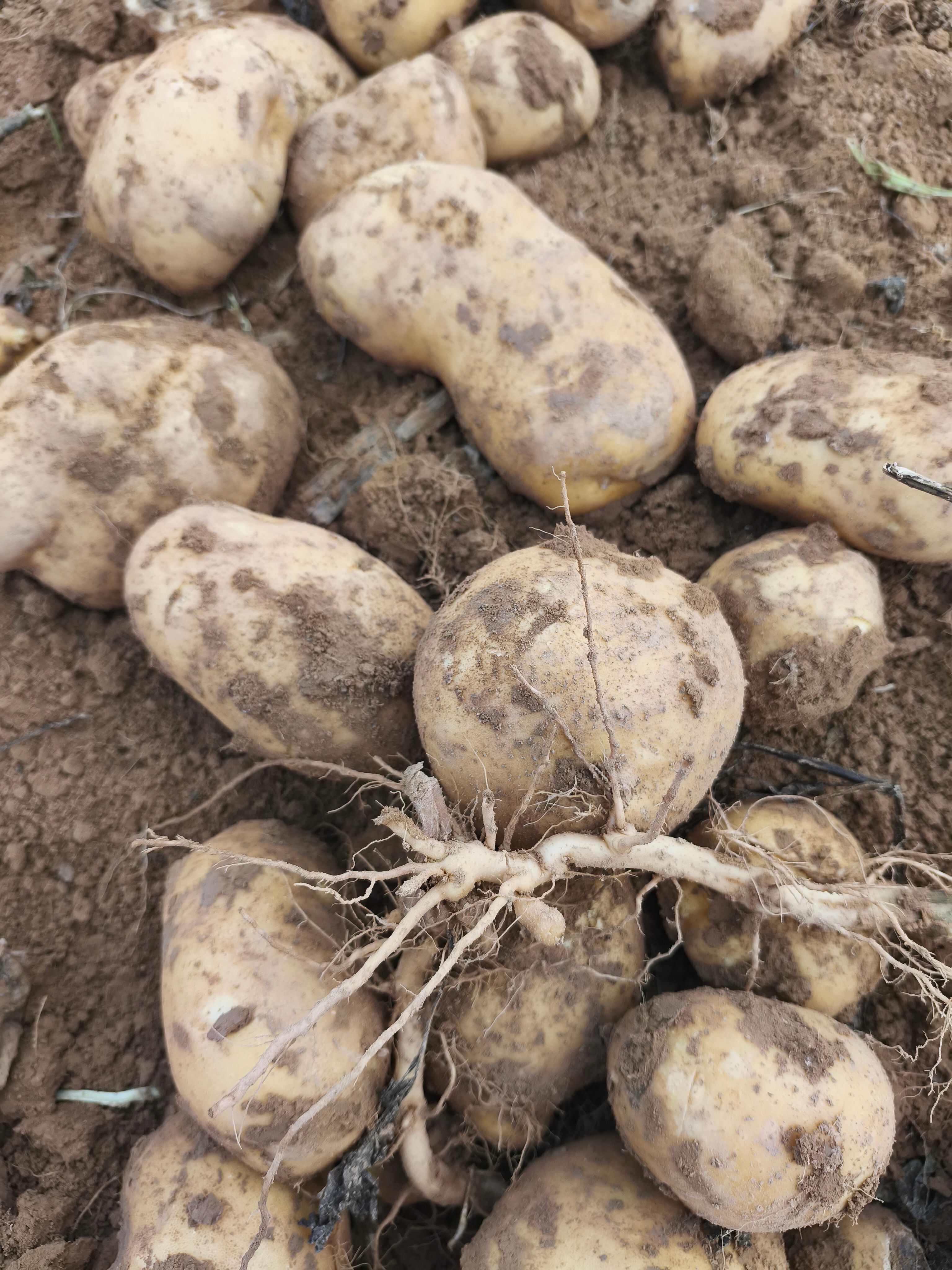 山西太原古交土豆个头大，口感软糯沙白心土豆。