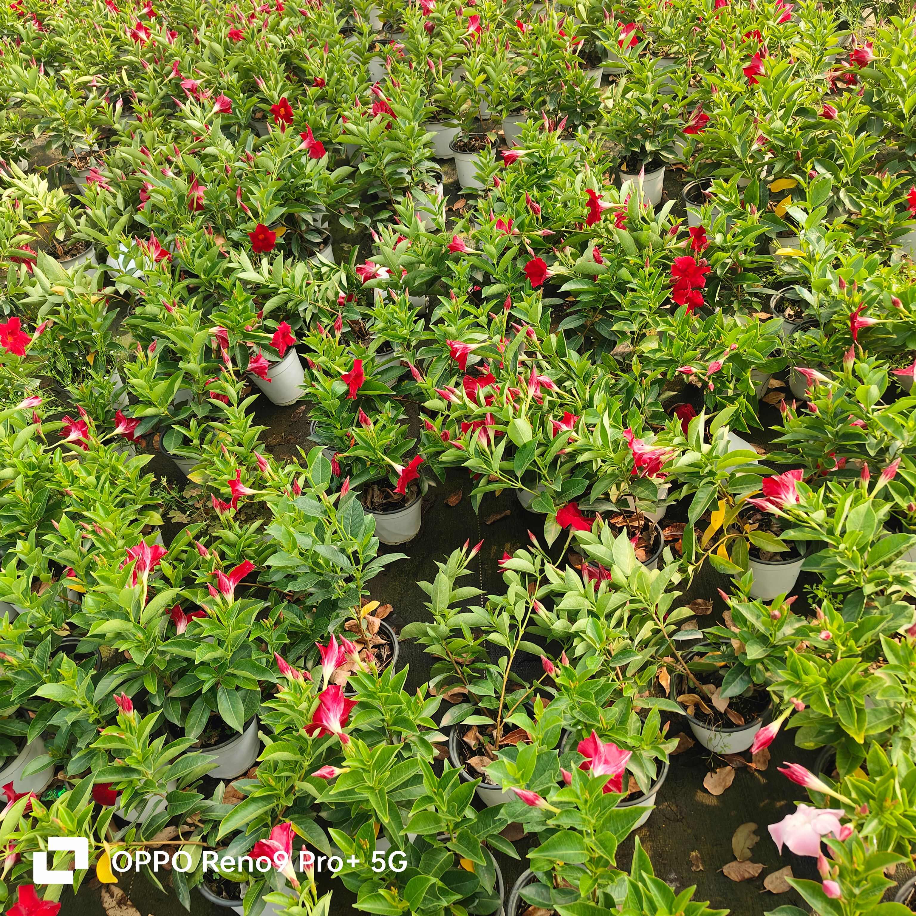 云南宜良飘香藤苗木 藤本花卉 绿化观赏植物