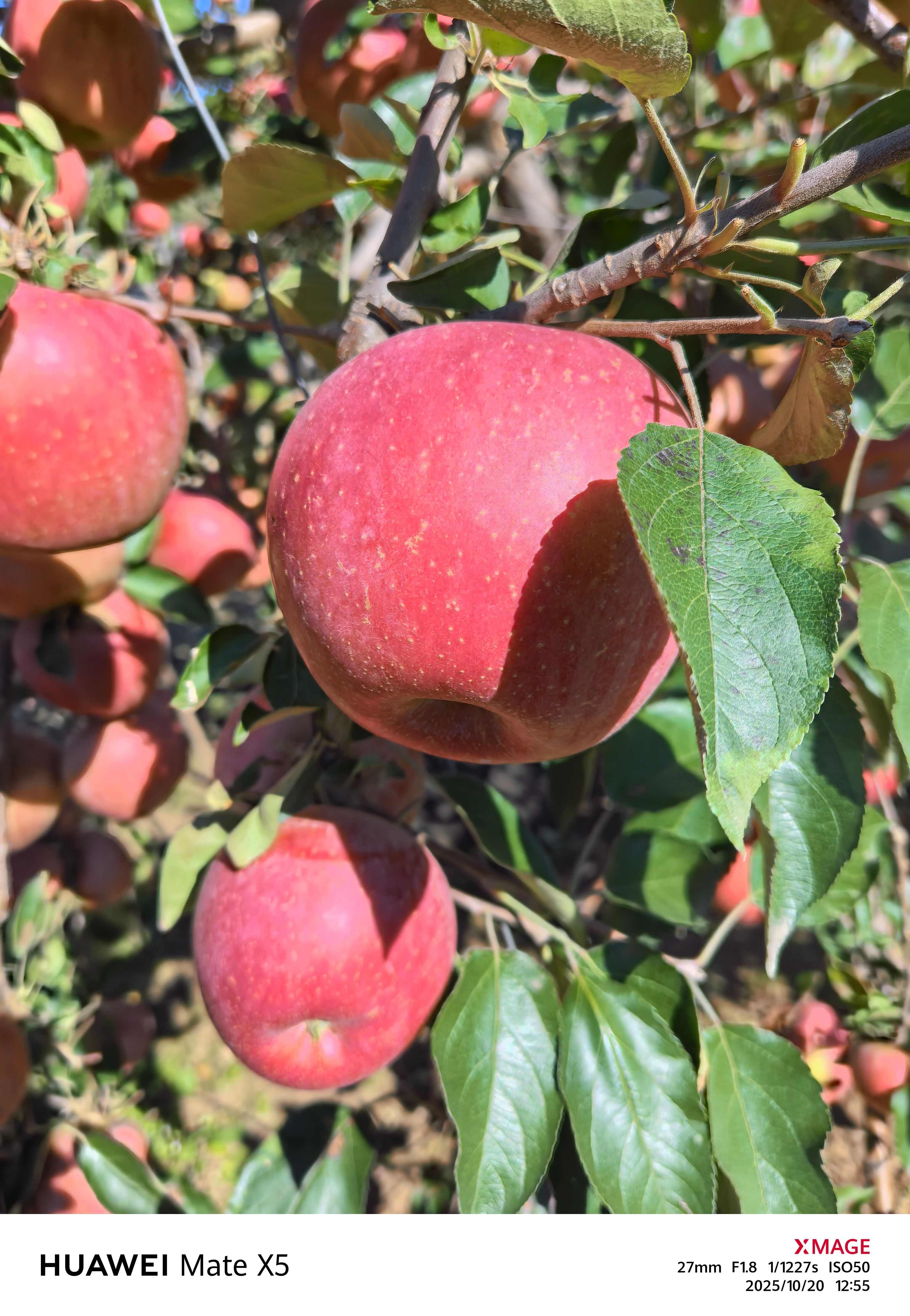 大连瓦房店寒富士苹果口感脆甜水份充足一件代发电商对接