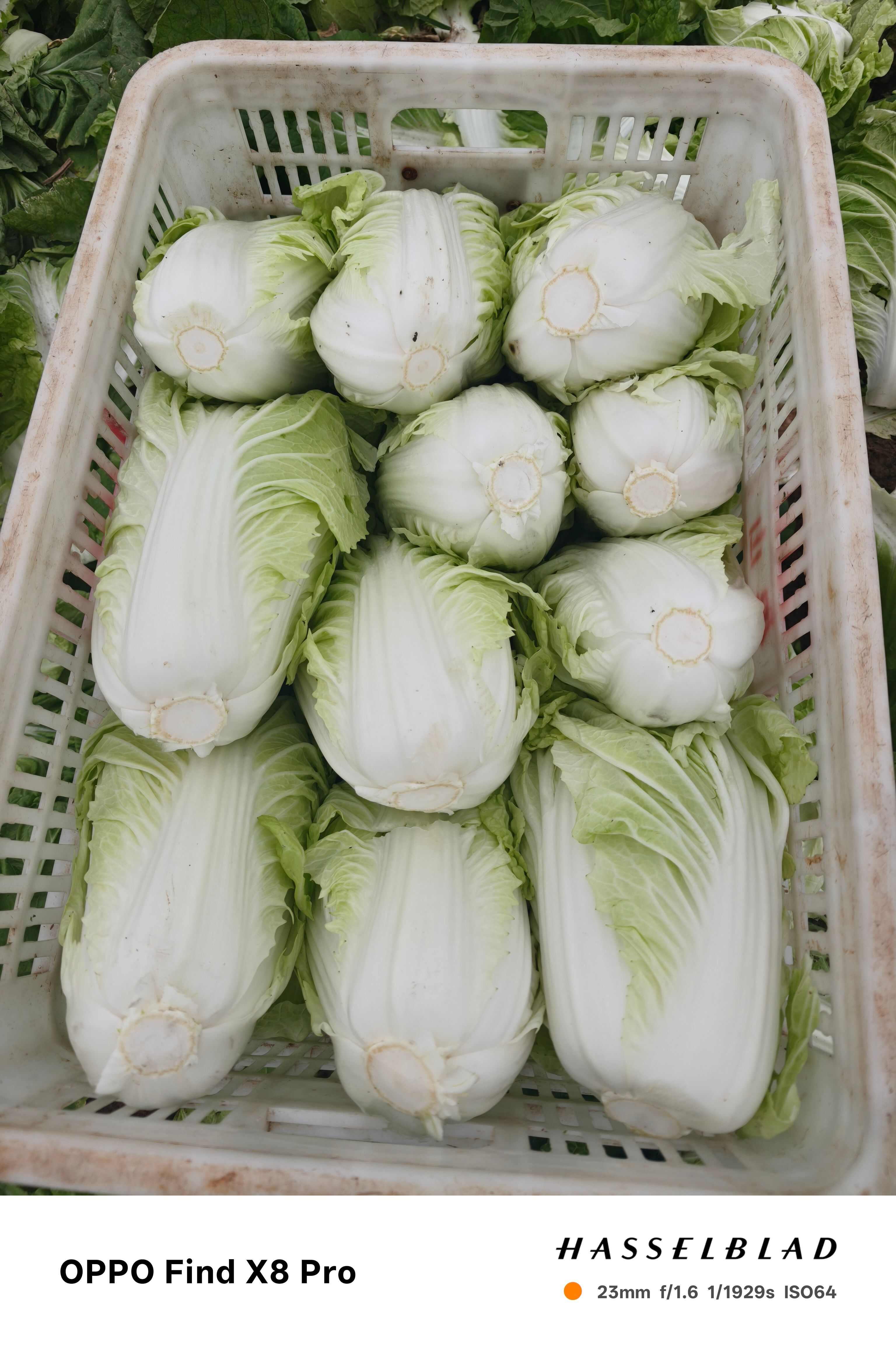 白菜
