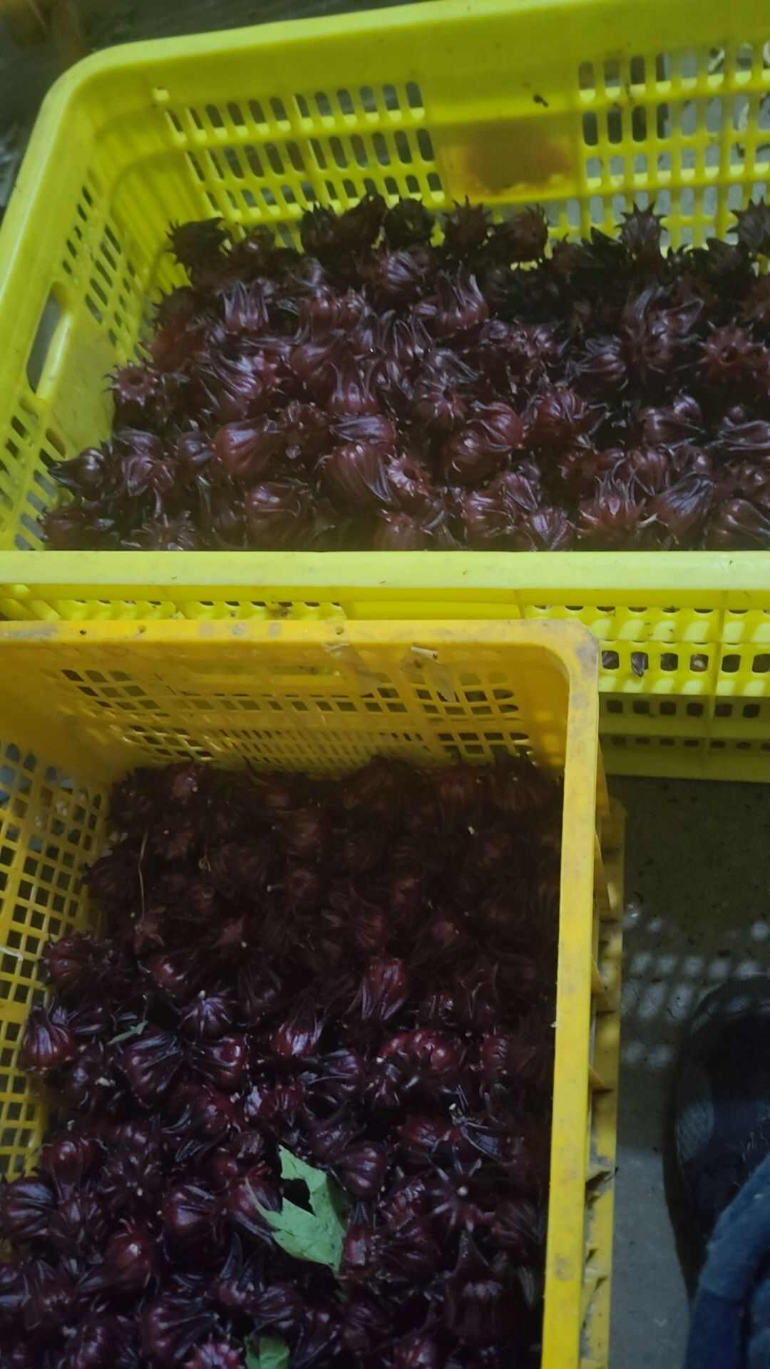 红桃K玫瑰茄，落神花茶，大量现货