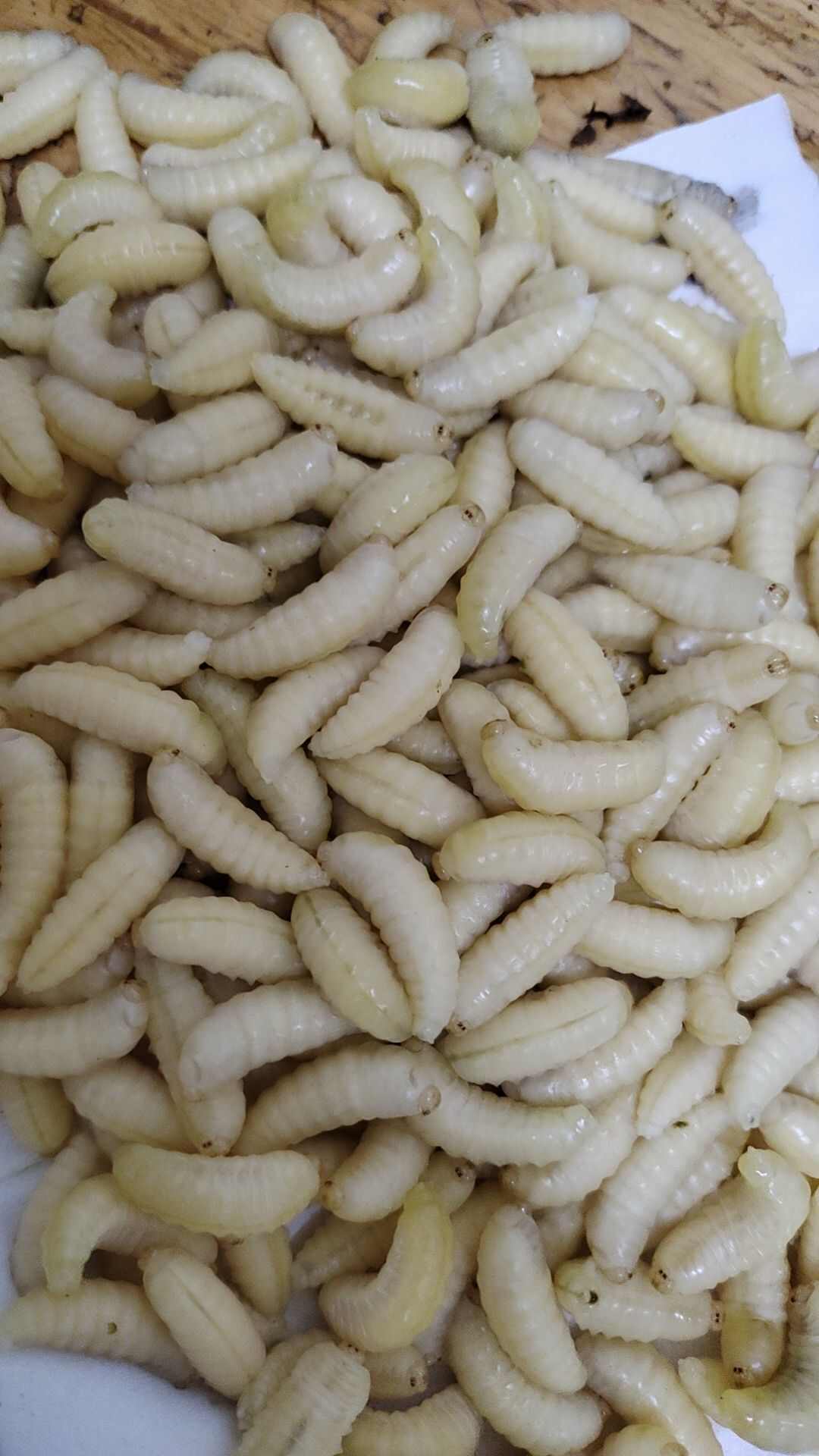 蜂蛹