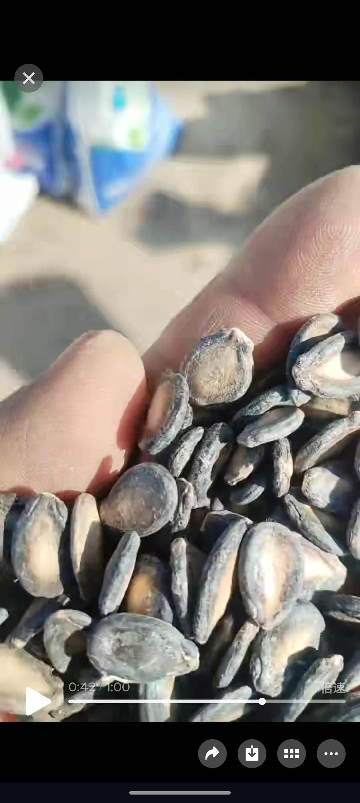 打瓜子