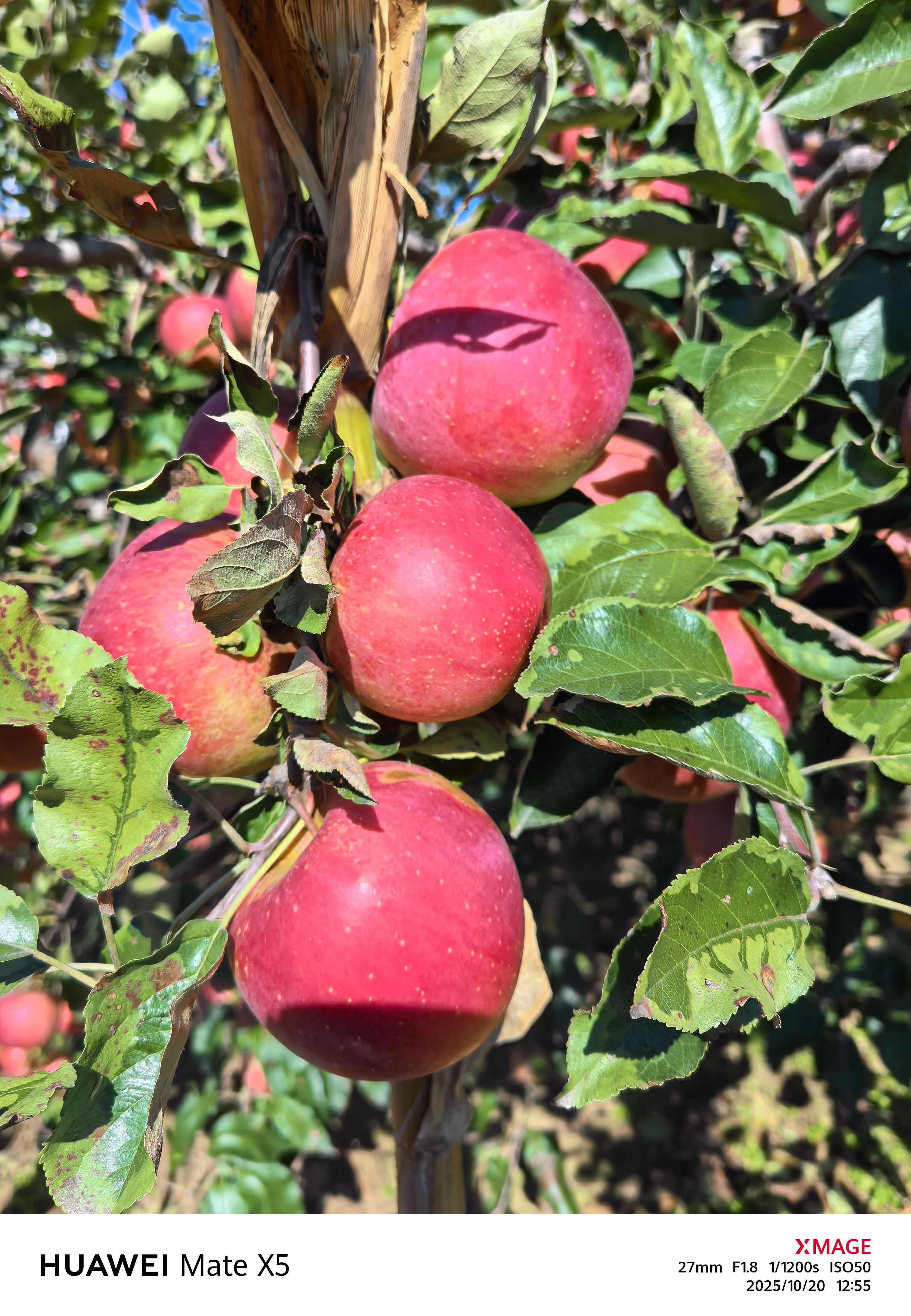 大连瓦房店寒富士苹果口感脆甜水份充足一件代发电商对接