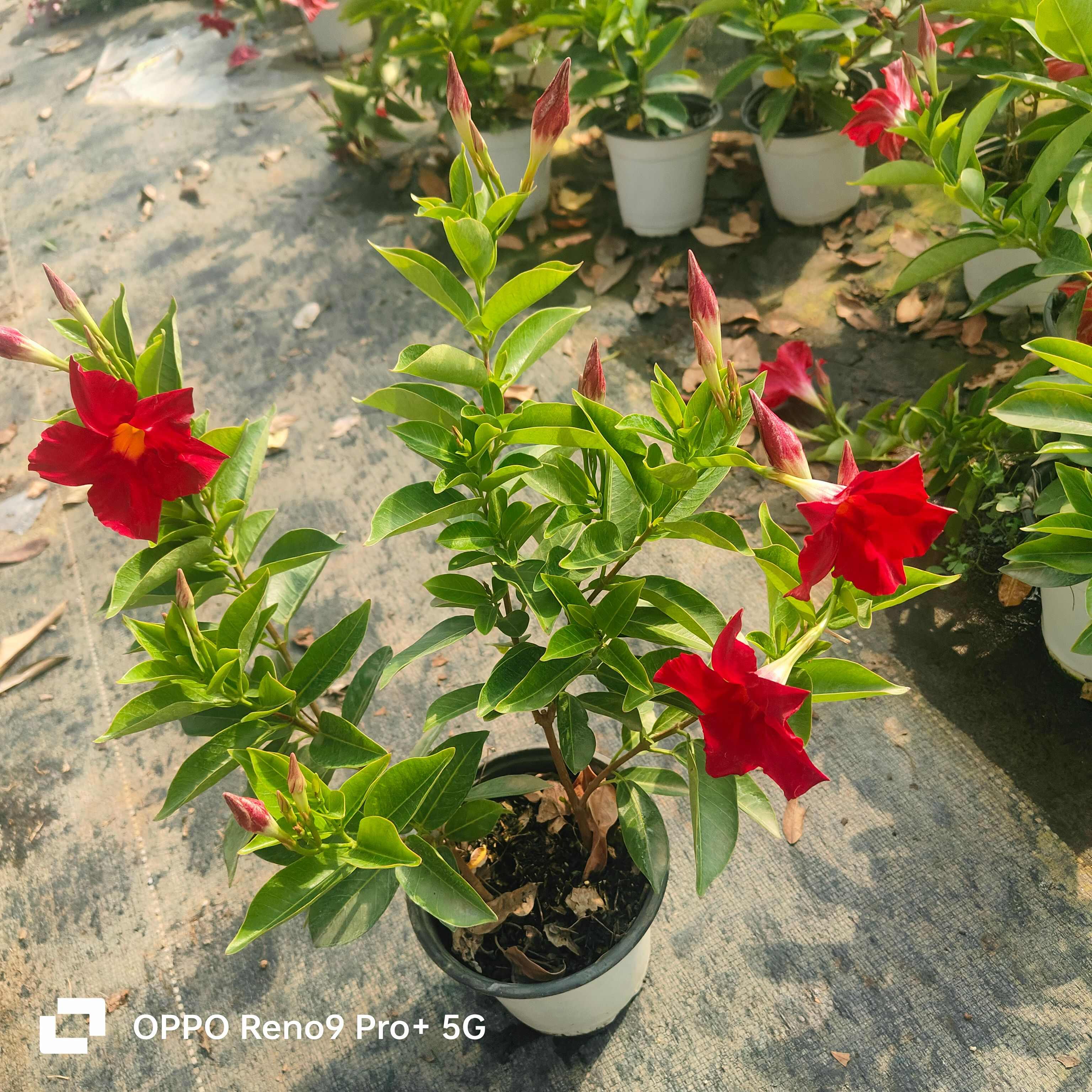 云南宜良飘香藤苗木 藤本花卉 绿化观赏植物