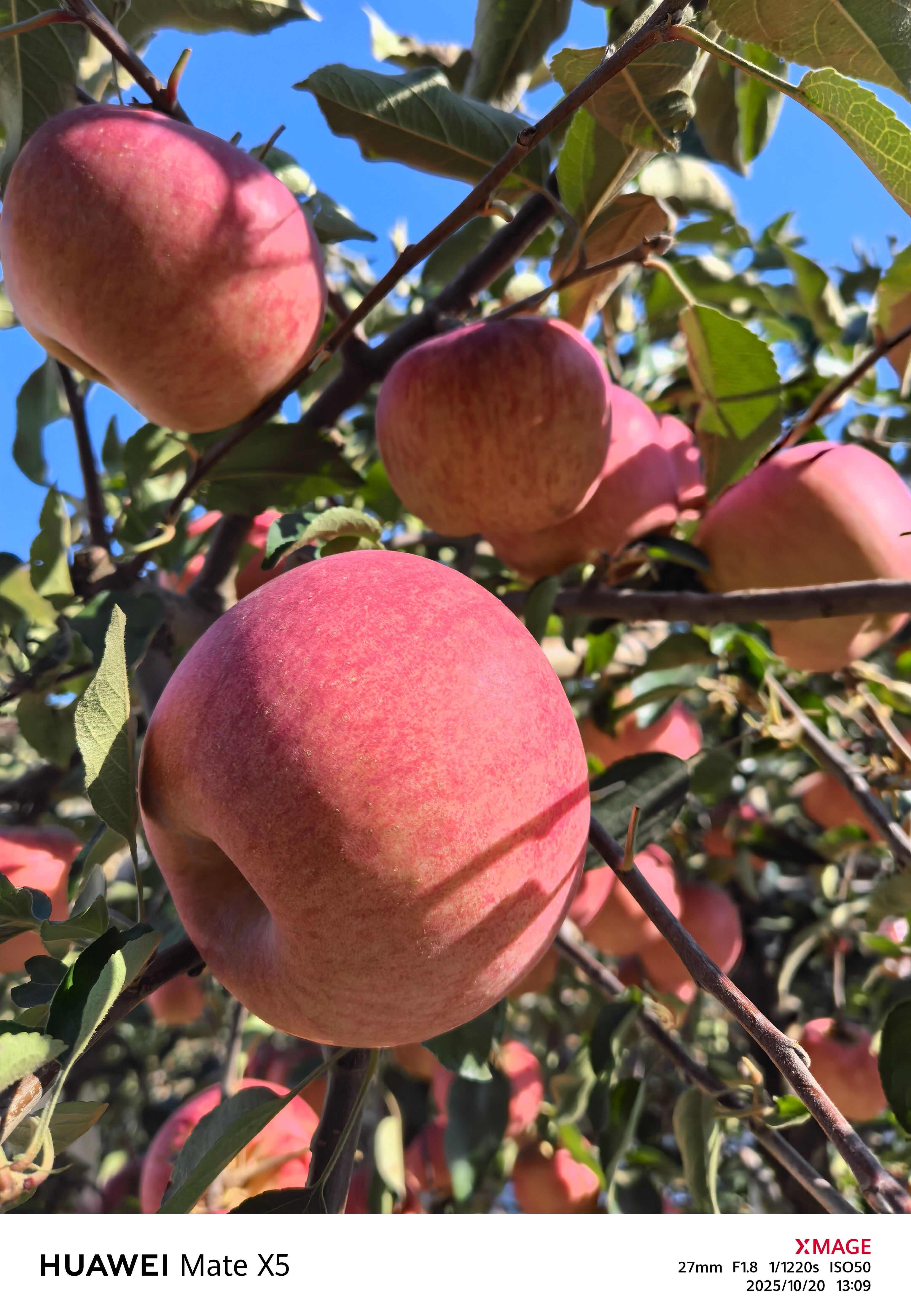 大连瓦房店寒富士苹果口感脆甜水份充足一件代发电商对接