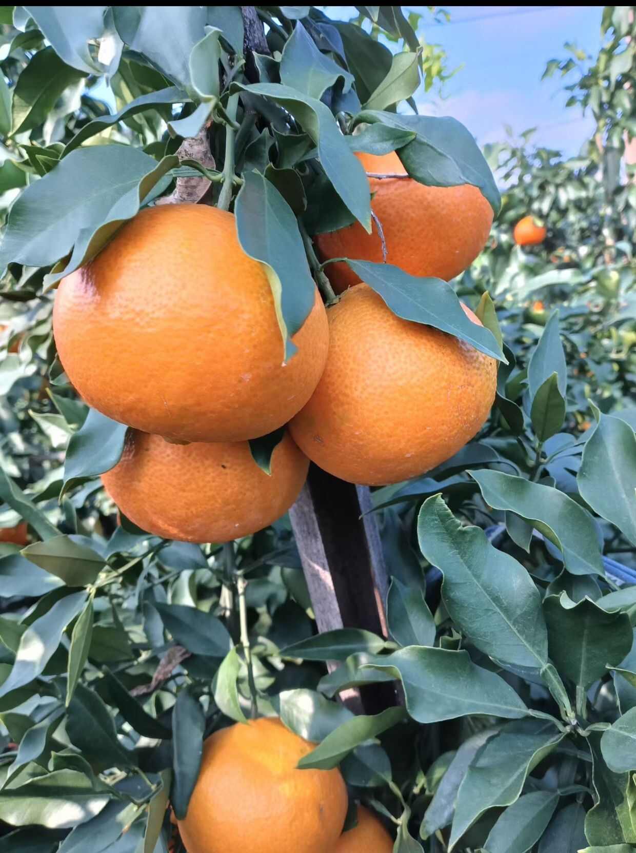 眉山产区爱媛果冻橙