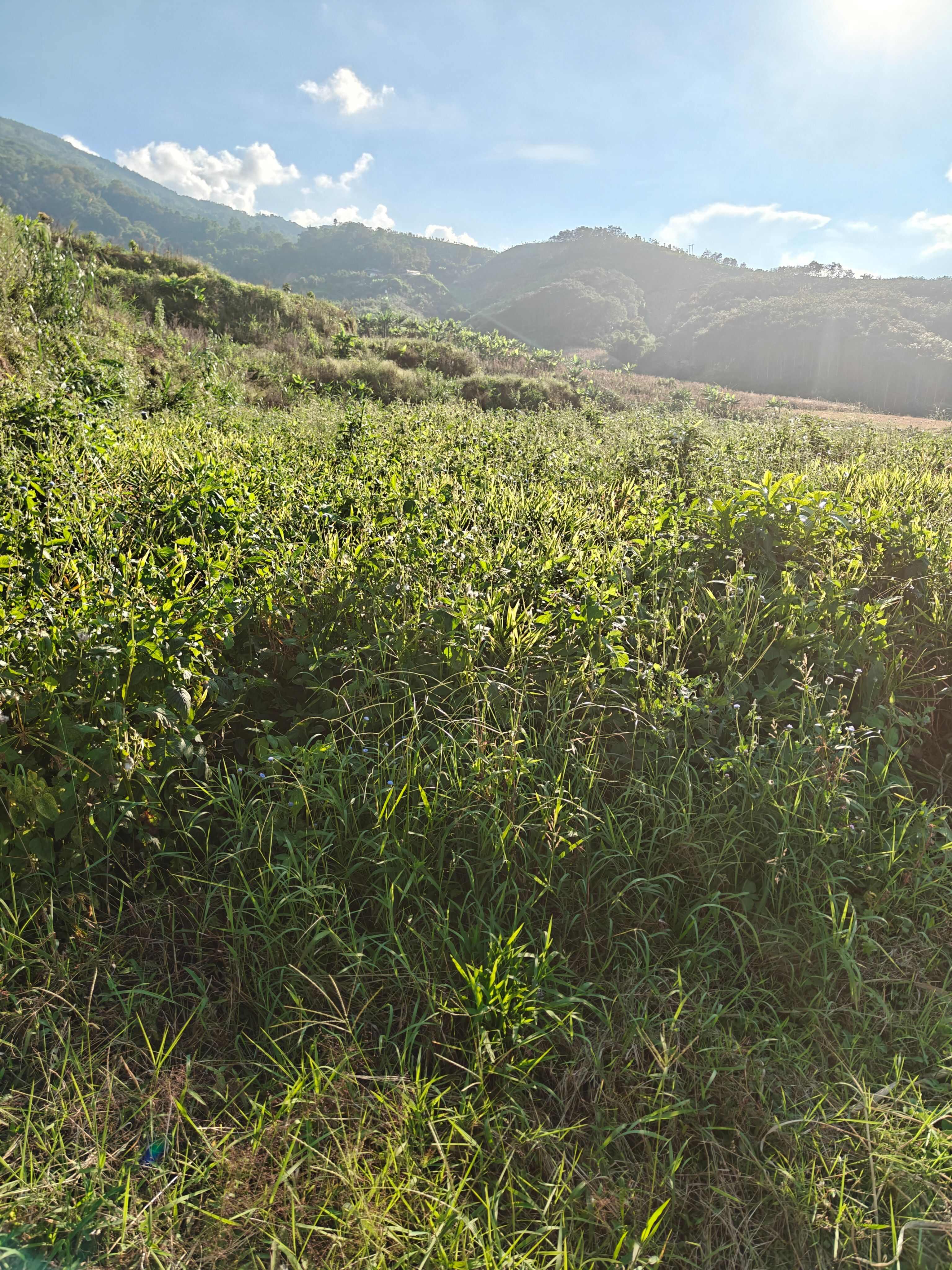 云南生态小黄姜，嫩姜，11 月转老姜可预定