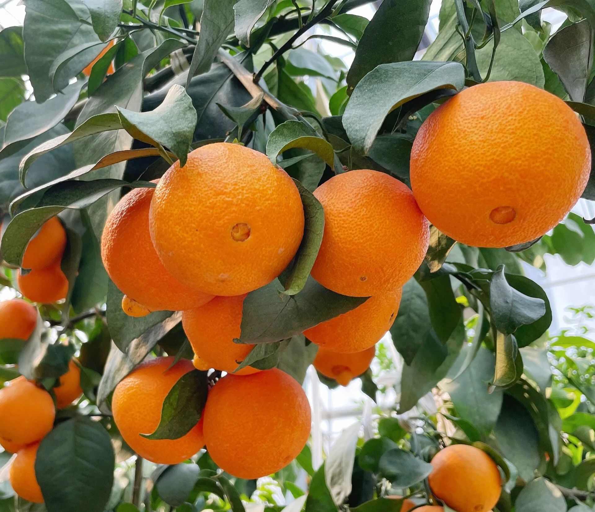 眉山产区爱媛果冻橙