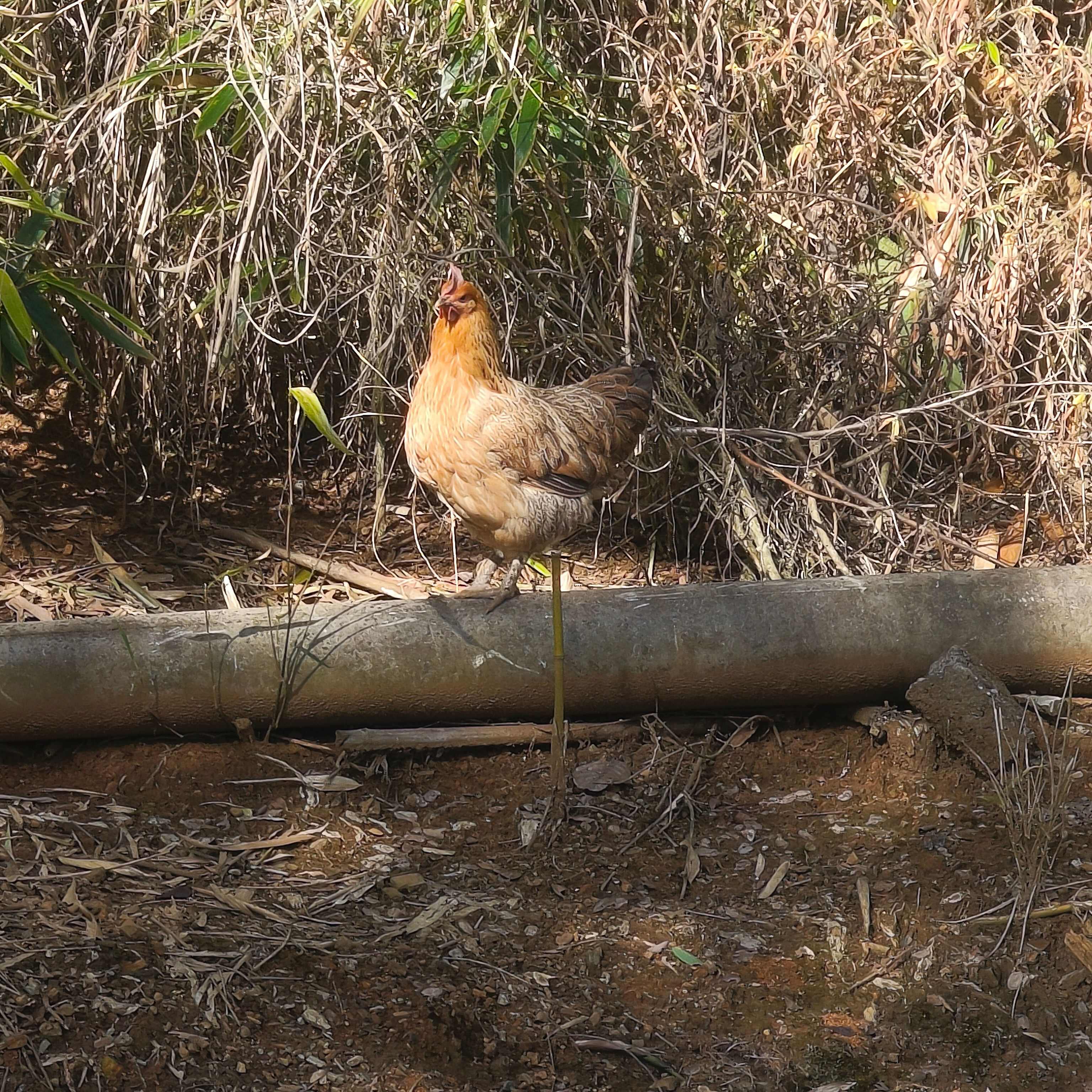 出售云南本地土鸡。有需要的可以联系